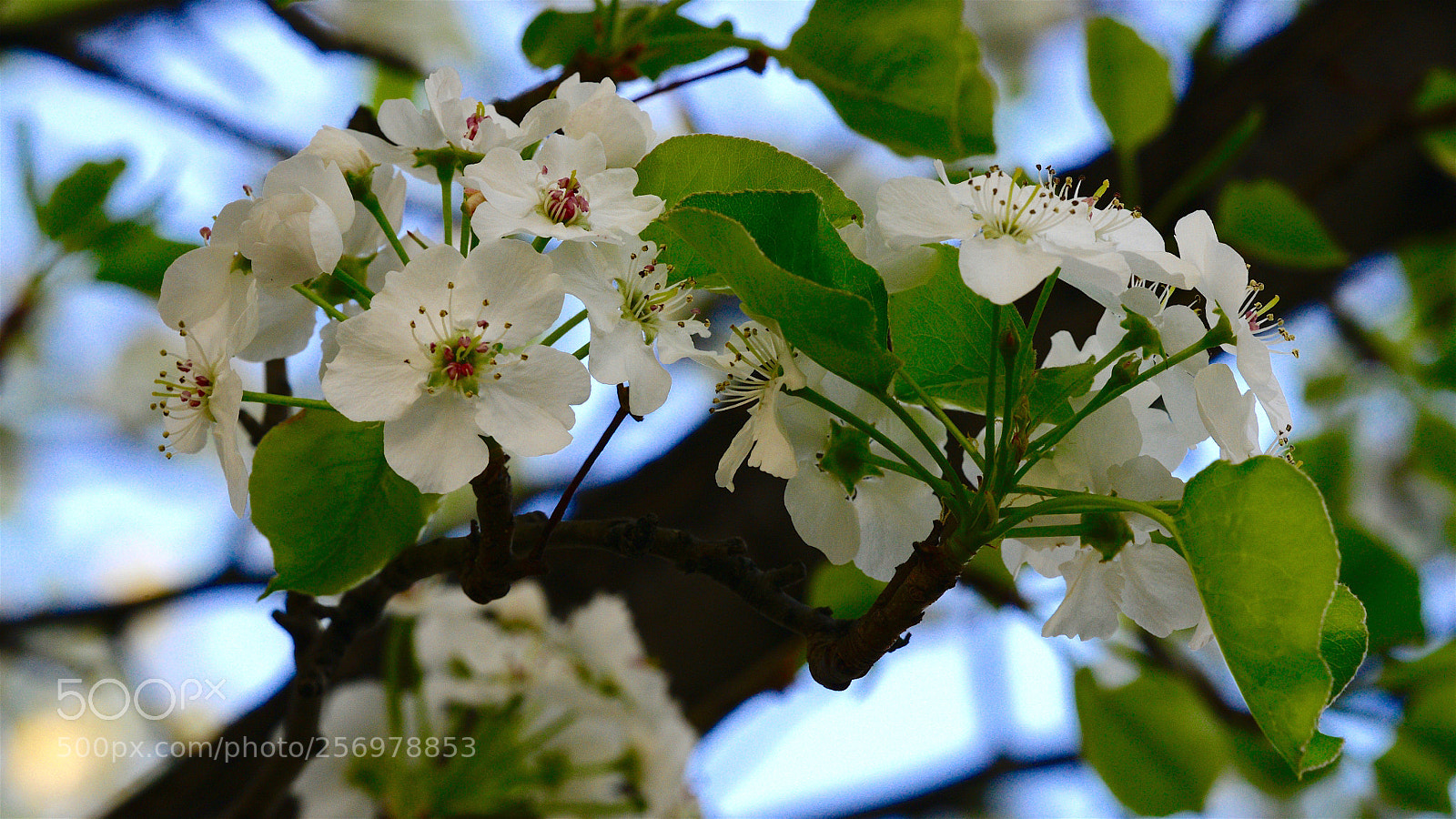 Nikon D800 sample photo. Perspectives of ornimental pear photography