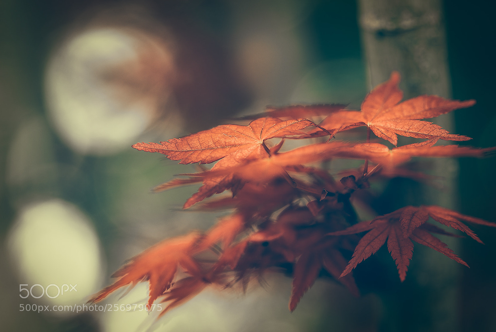 Canon EOS 5D Mark IV sample photo. Spring japanese maple photography