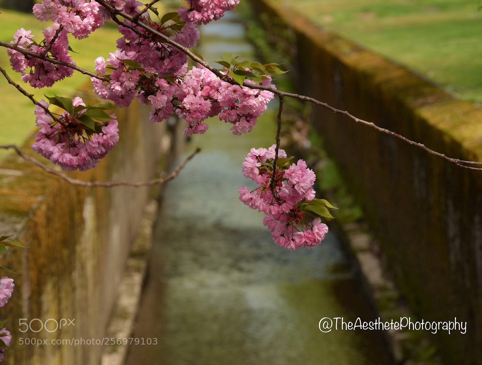 Nikon D5100 sample photo. Ladies of shalott photography