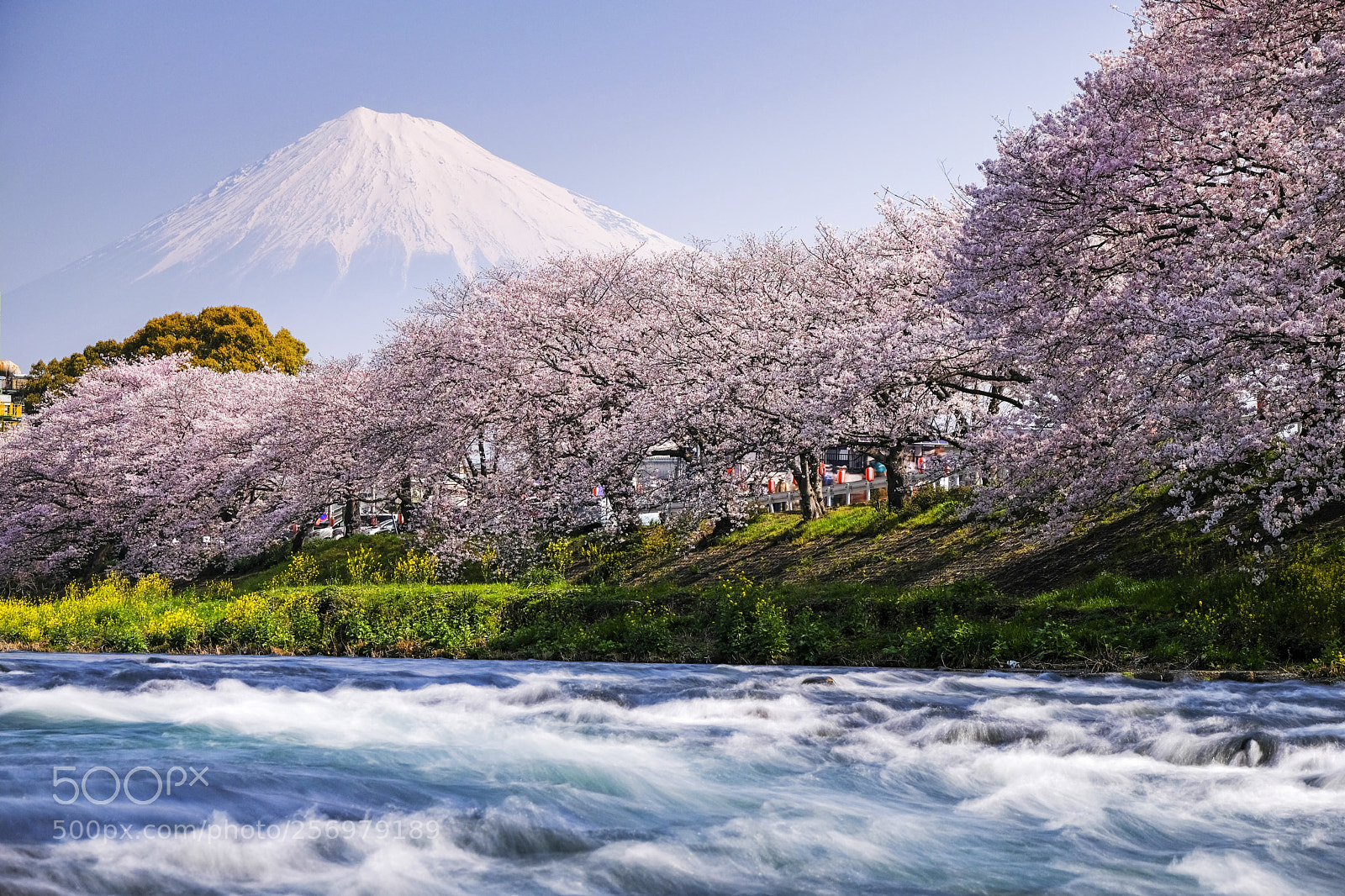 Fujifilm X-T2 sample photo. Mt.fuji and cherry blossom photography