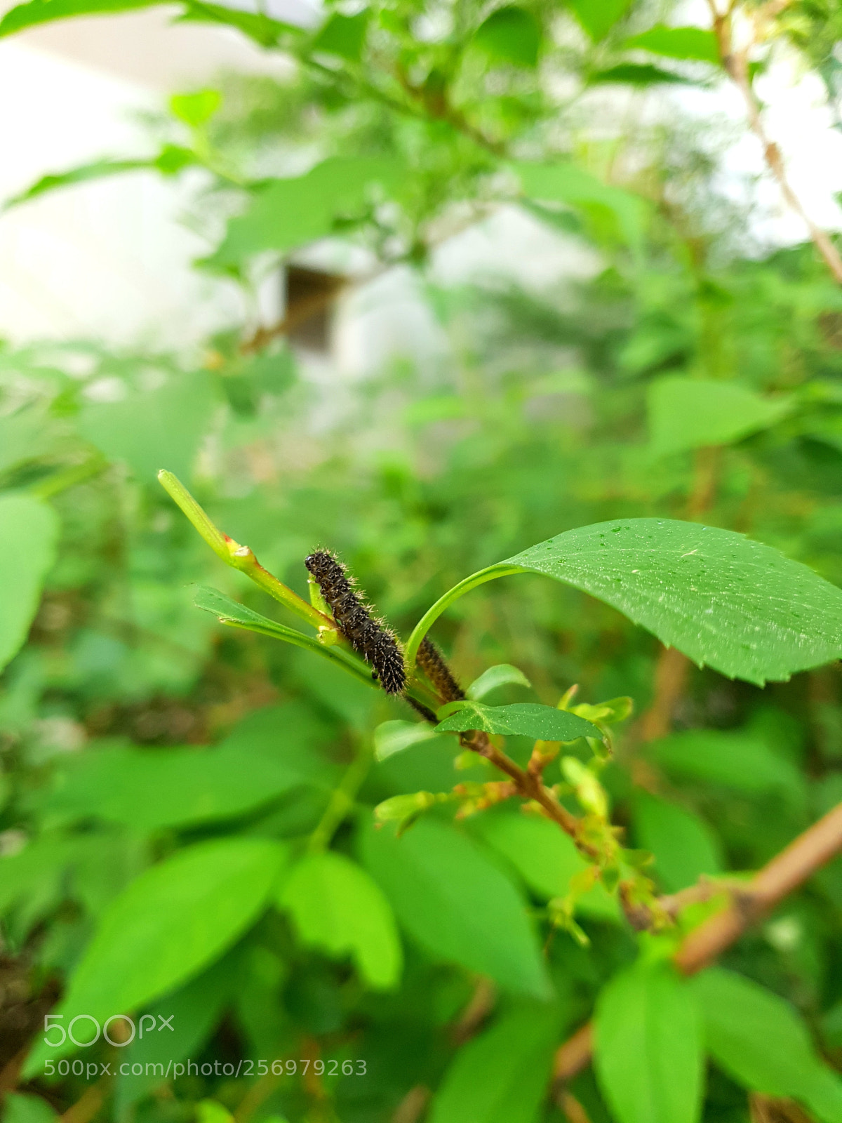 Samsung Galaxy S9+ sample photo. Untitled photography