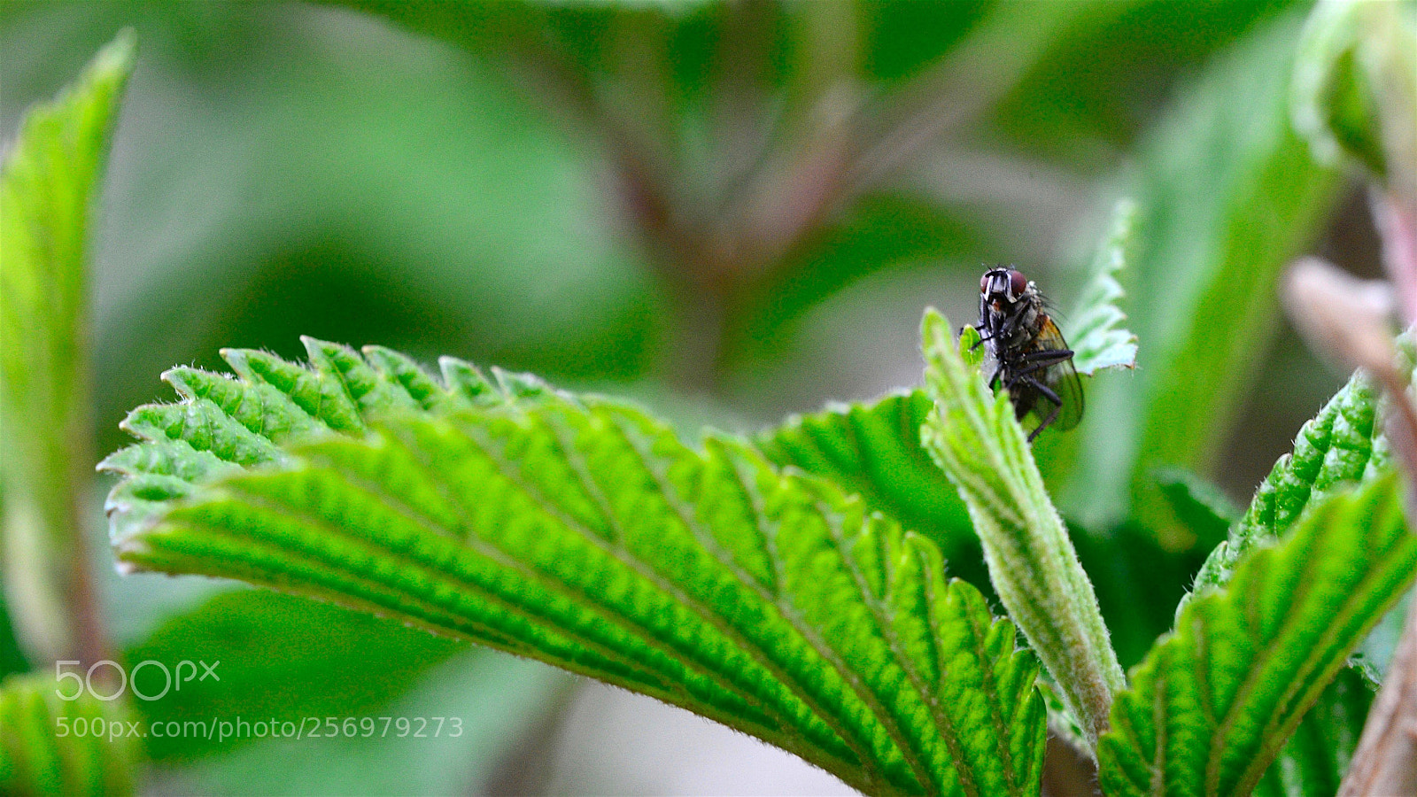 Nikon D800 sample photo. Fly turning over a photography