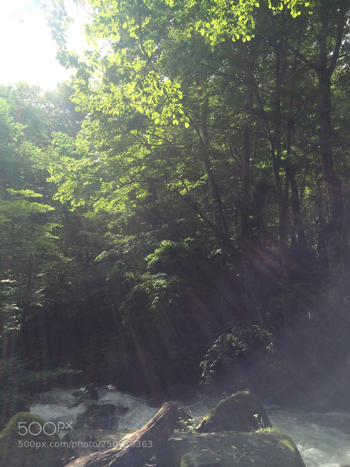 Apple iPhone 5s sample photo. Forest photography