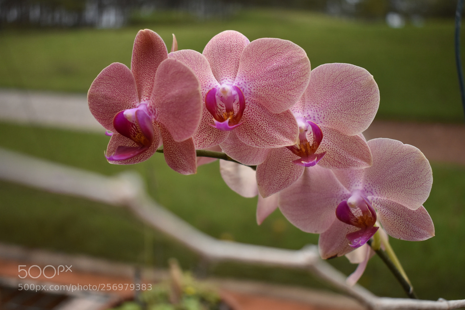 Nikon D5600 sample photo. Alc photography