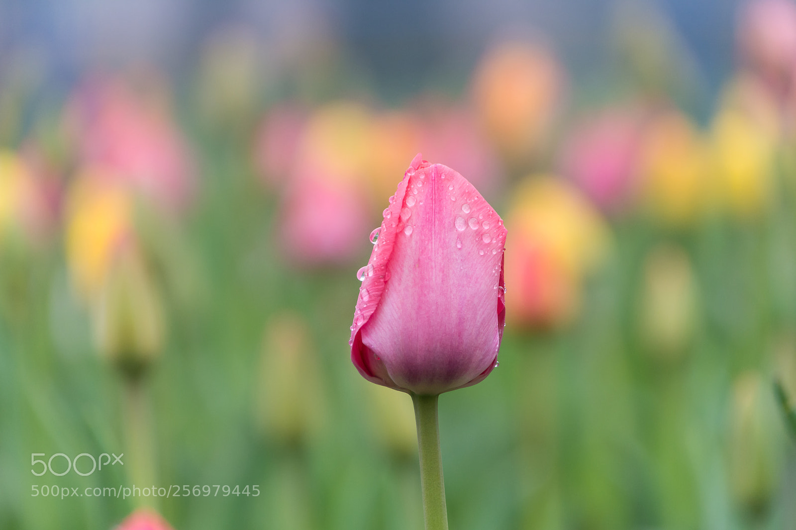 Nikon D7200 sample photo. New spring photography