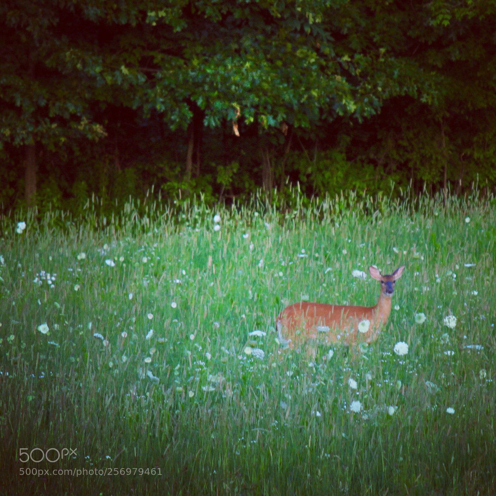 Canon EOS 600D (Rebel EOS T3i / EOS Kiss X5) sample photo. Deer in field photography