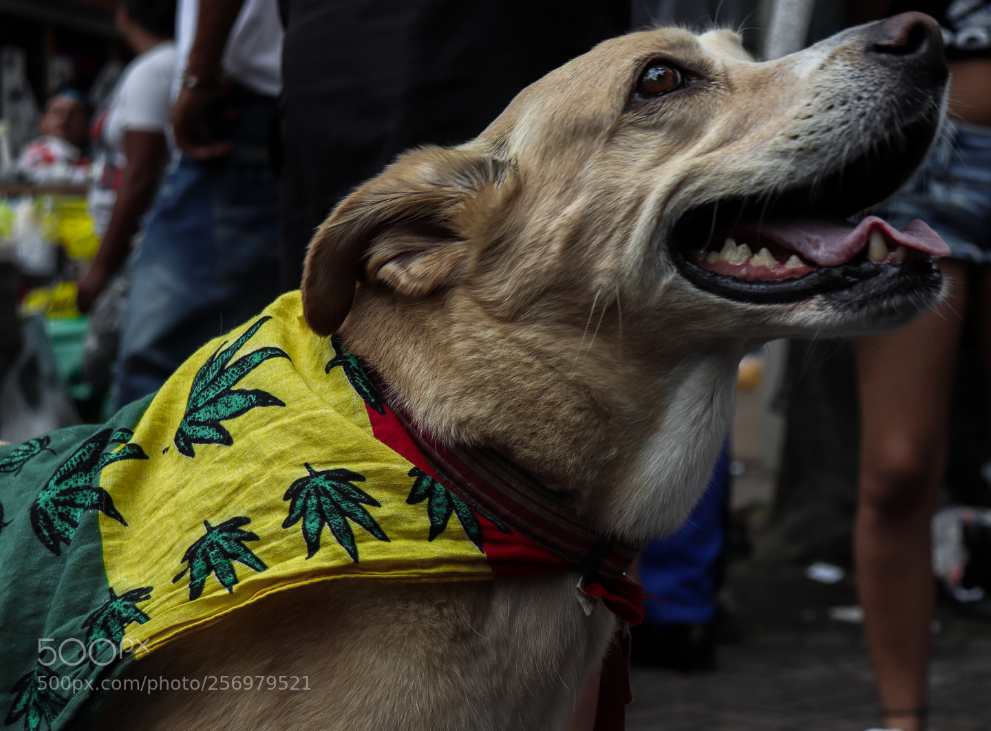 Canon EOS 800D (EOS Rebel T7i / EOS Kiss X9i) sample photo. Doggy photography