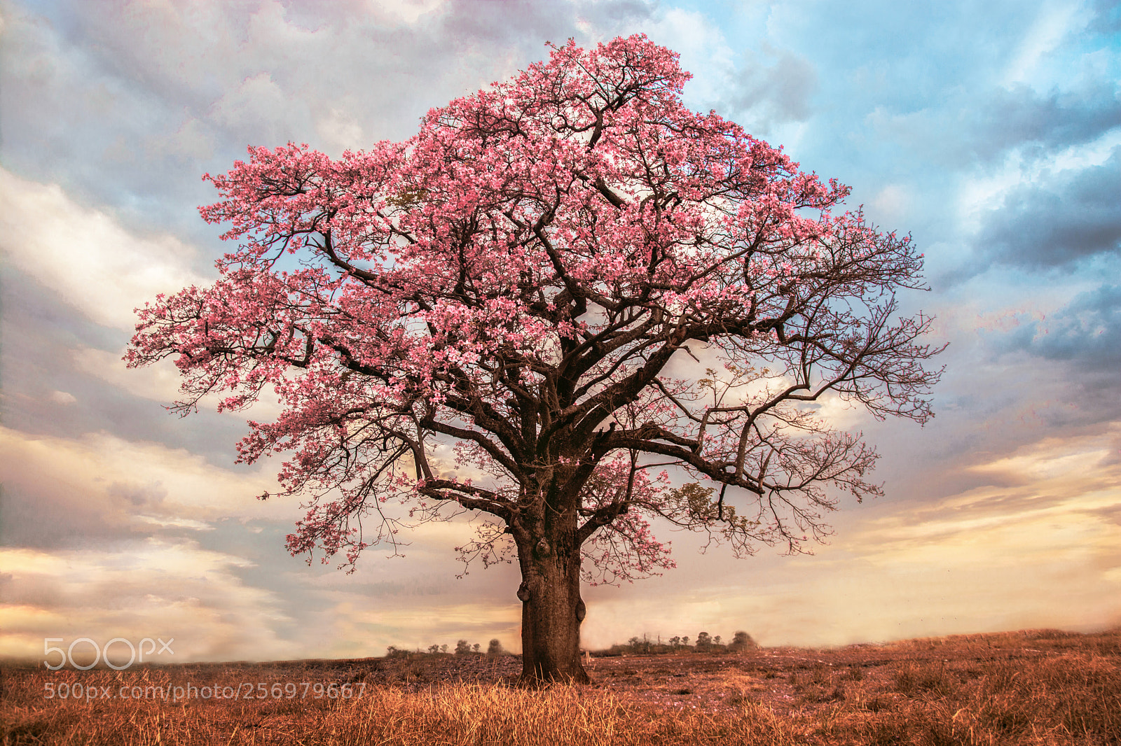 Nikon D7100 sample photo. Ipê rosa photography