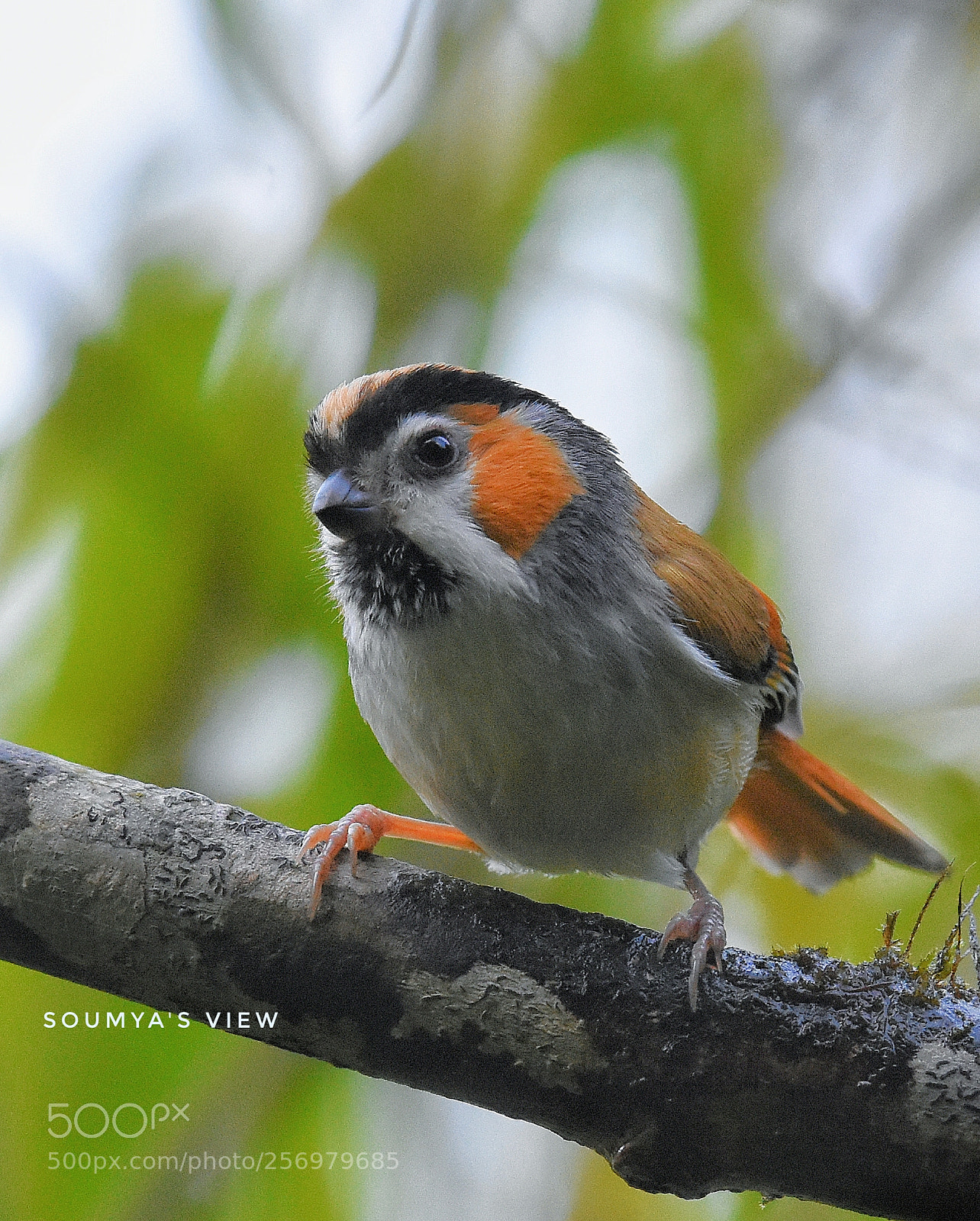 Nikon D7200 sample photo. Puff ball photography