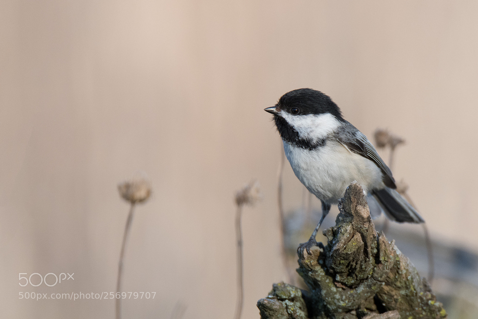 Nikon D850 sample photo. Black-capped chickadee photography
