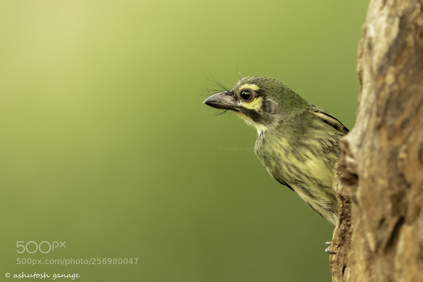 Canon EOS 7D Mark II sample photo. Juv coppersmith barbet photography