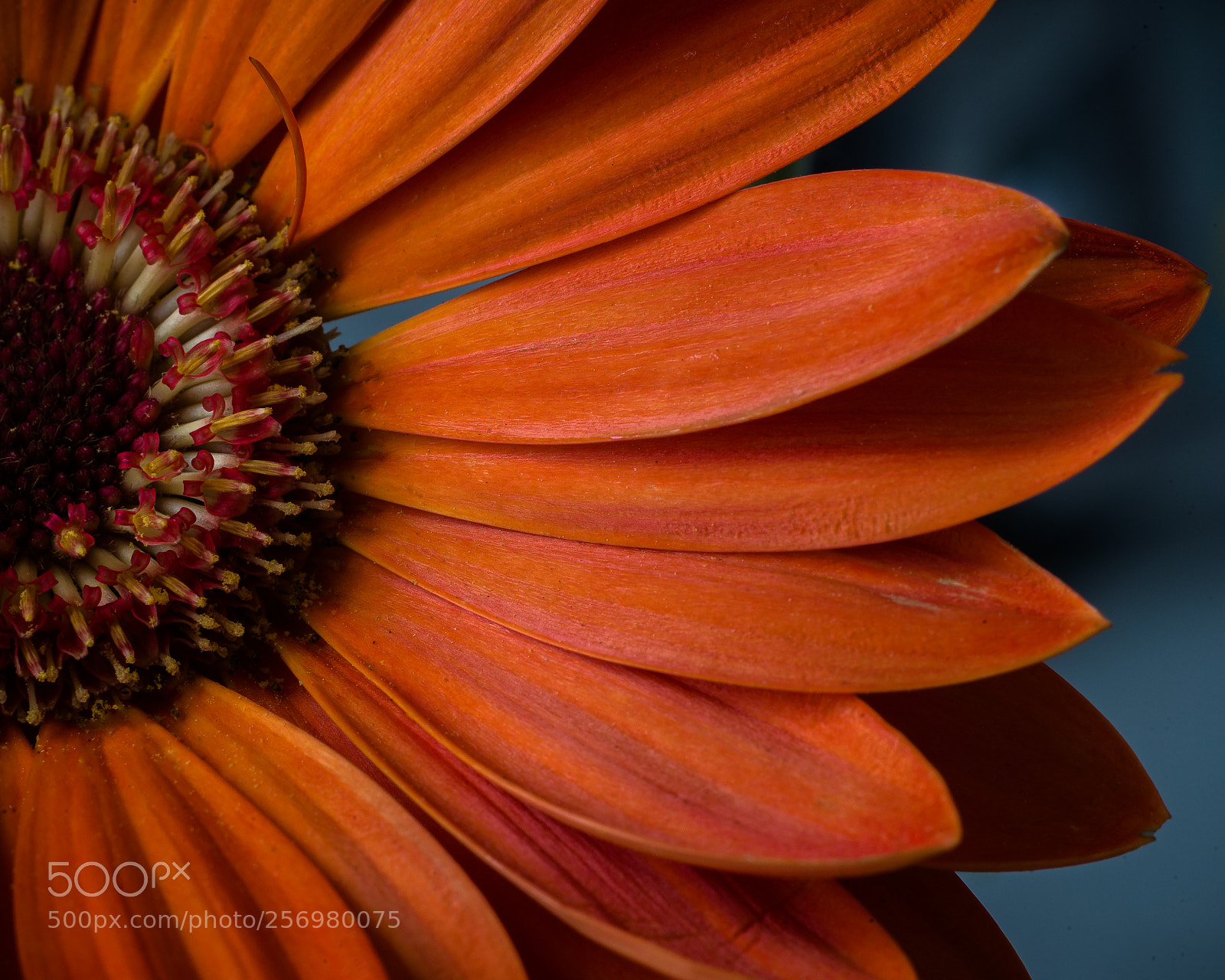 Nikon D610 sample photo. Daisy photography