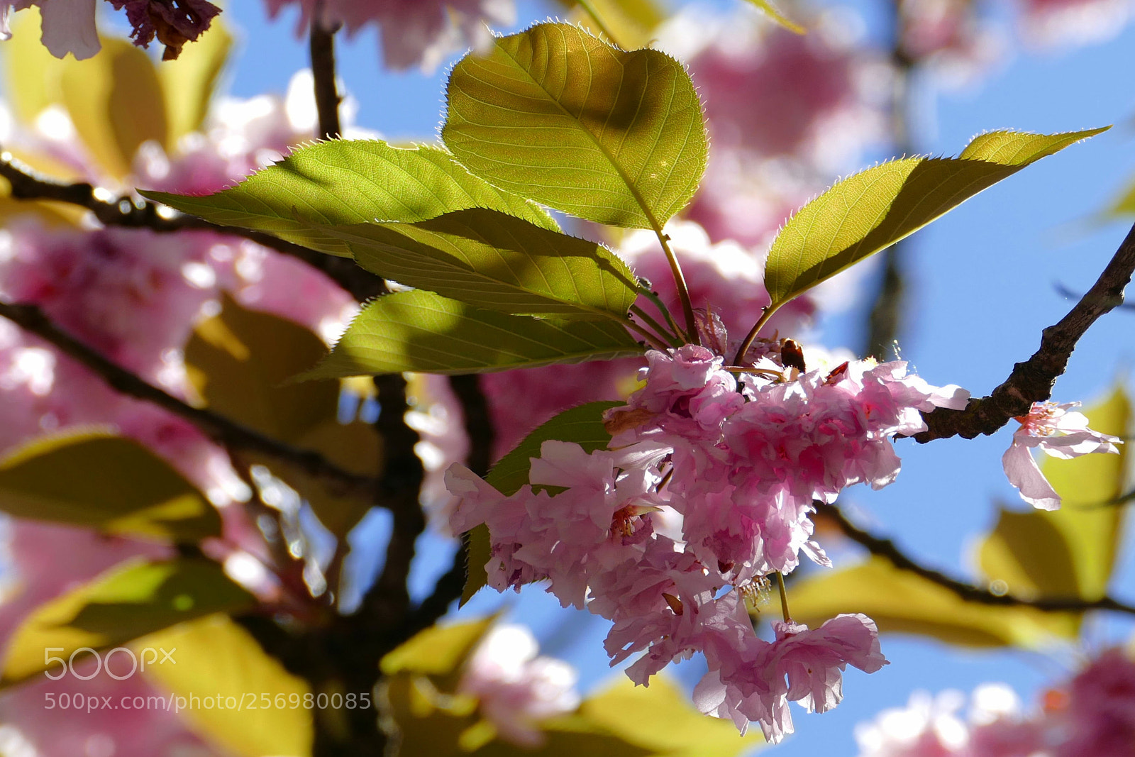 Panasonic Lumix DMC-FZ1000 sample photo. Hanami photography