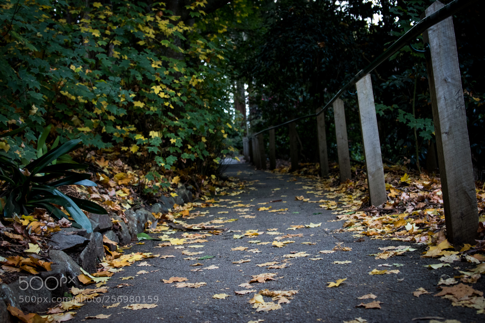 Canon EOS 80D sample photo. Autumn in melbourne 2 photography