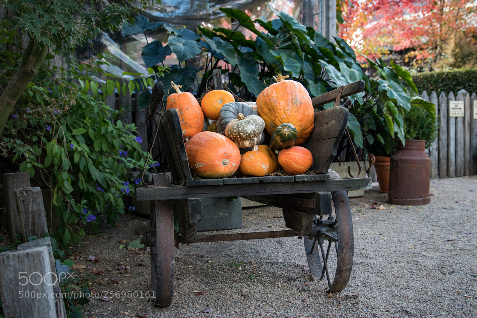 Canon EOS 80D sample photo. Autumn in melbourne photography