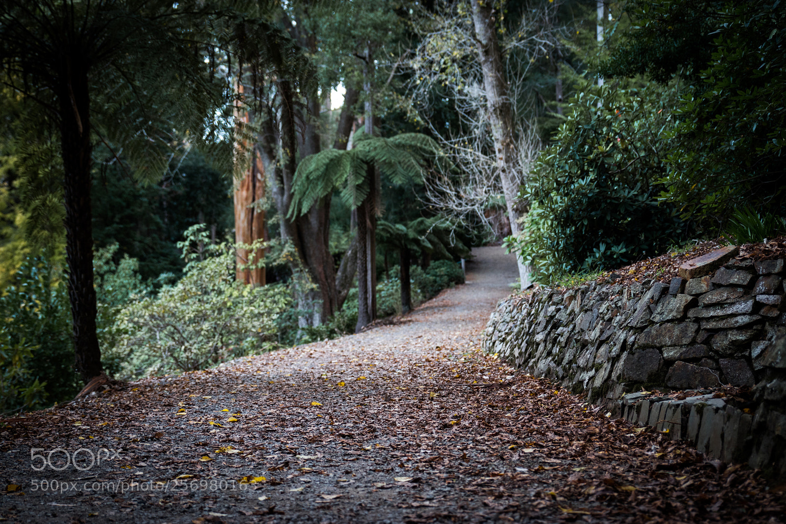 Canon EOS 80D sample photo. Autumn in melbourne 3 photography