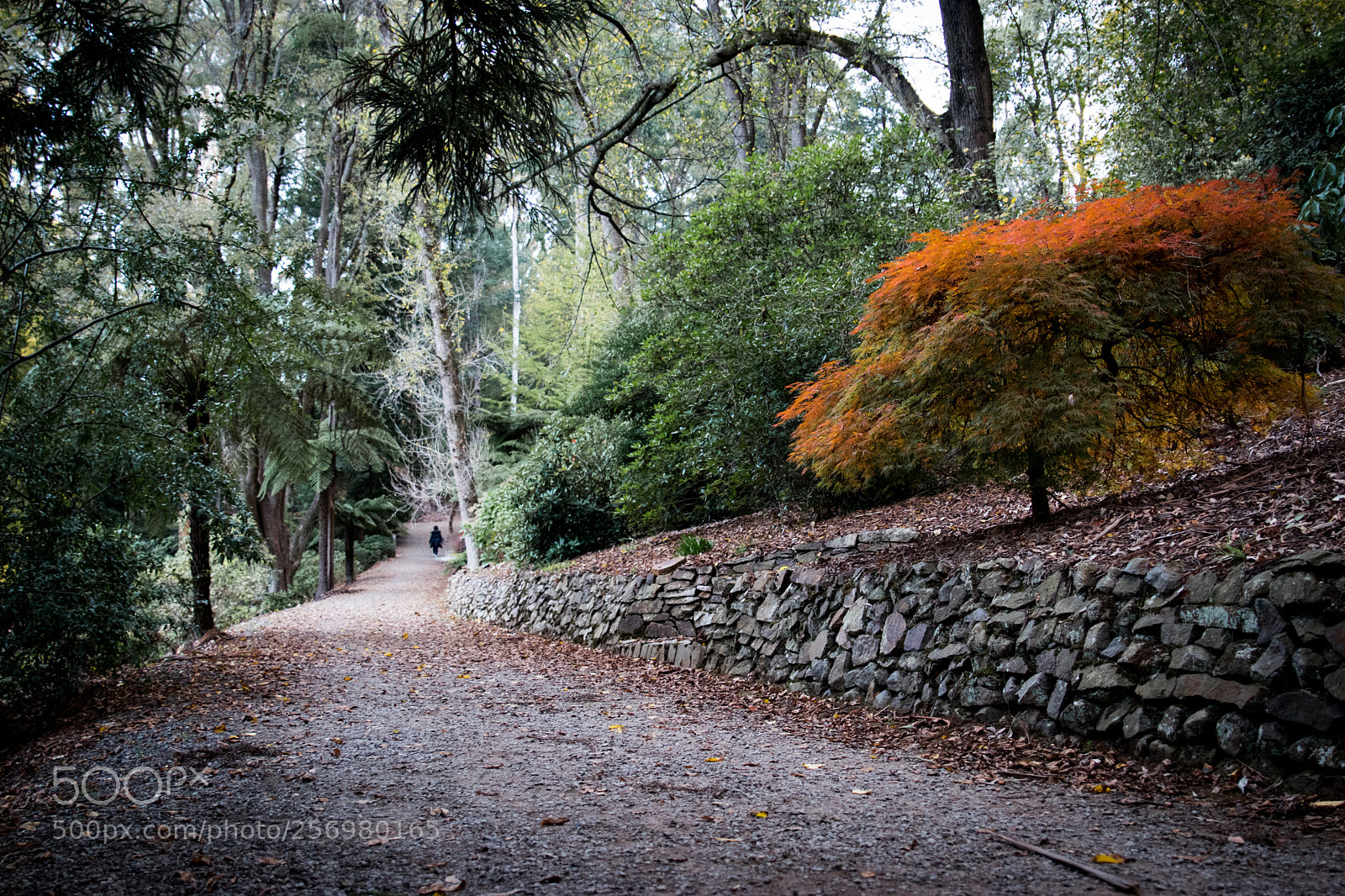 Canon EOS 80D sample photo. Autumn in melbourne 4 photography