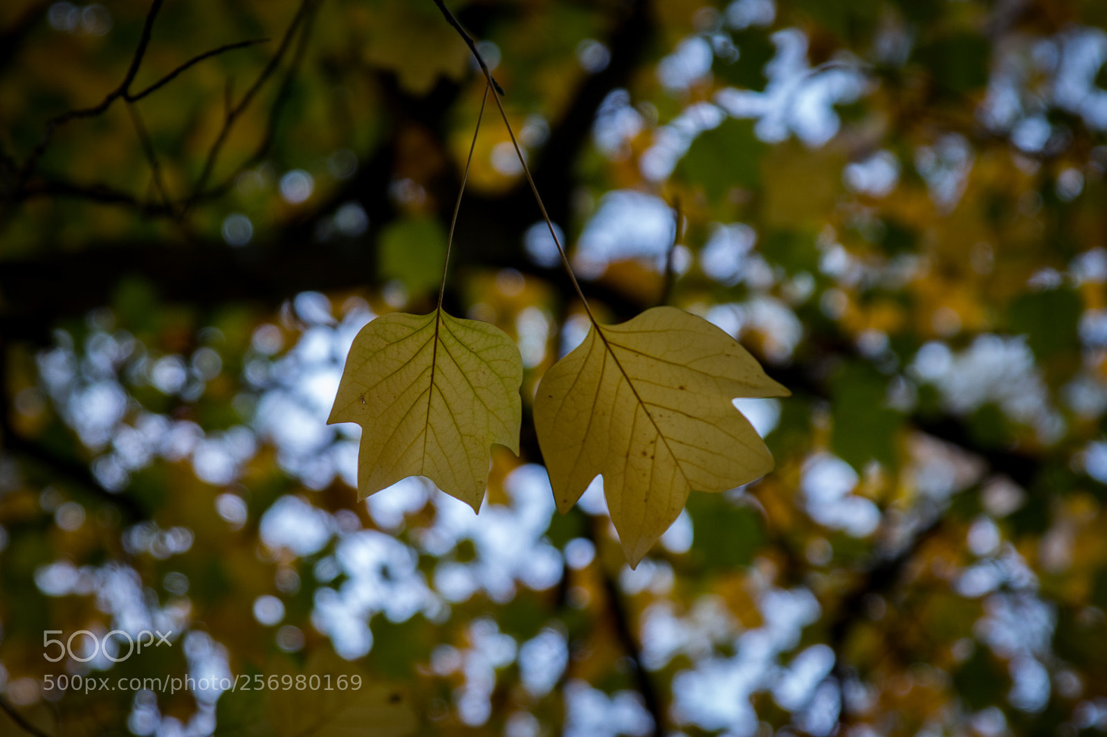 Canon EOS 80D sample photo. Autumn in melbourne 6 photography