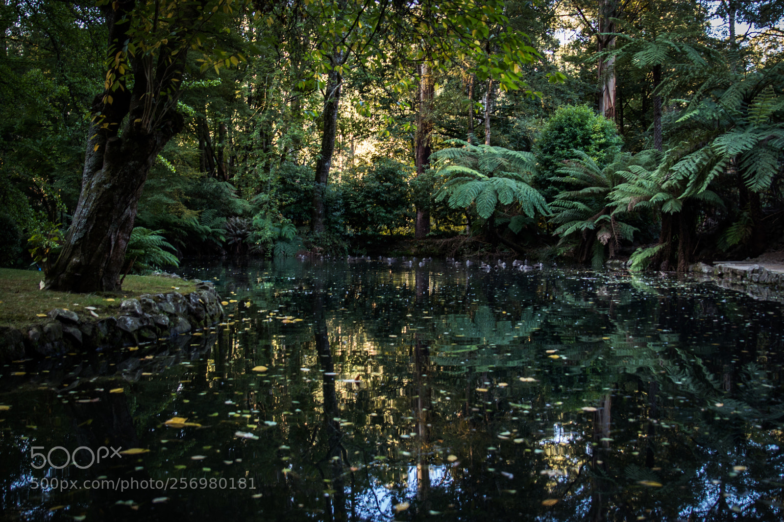 Canon EOS 80D sample photo. Autumn in melbourne 13 photography