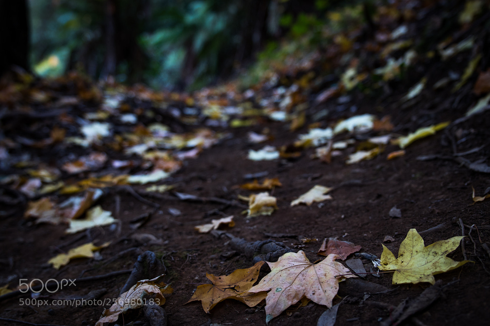 Canon EOS 80D sample photo. Autumn in melbourne 14 photography