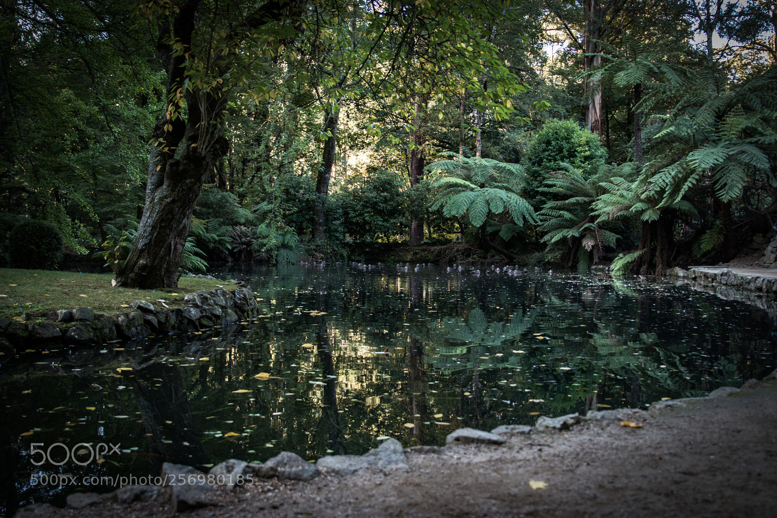 Canon EOS 80D sample photo. Autumn in melbourne 12 photography