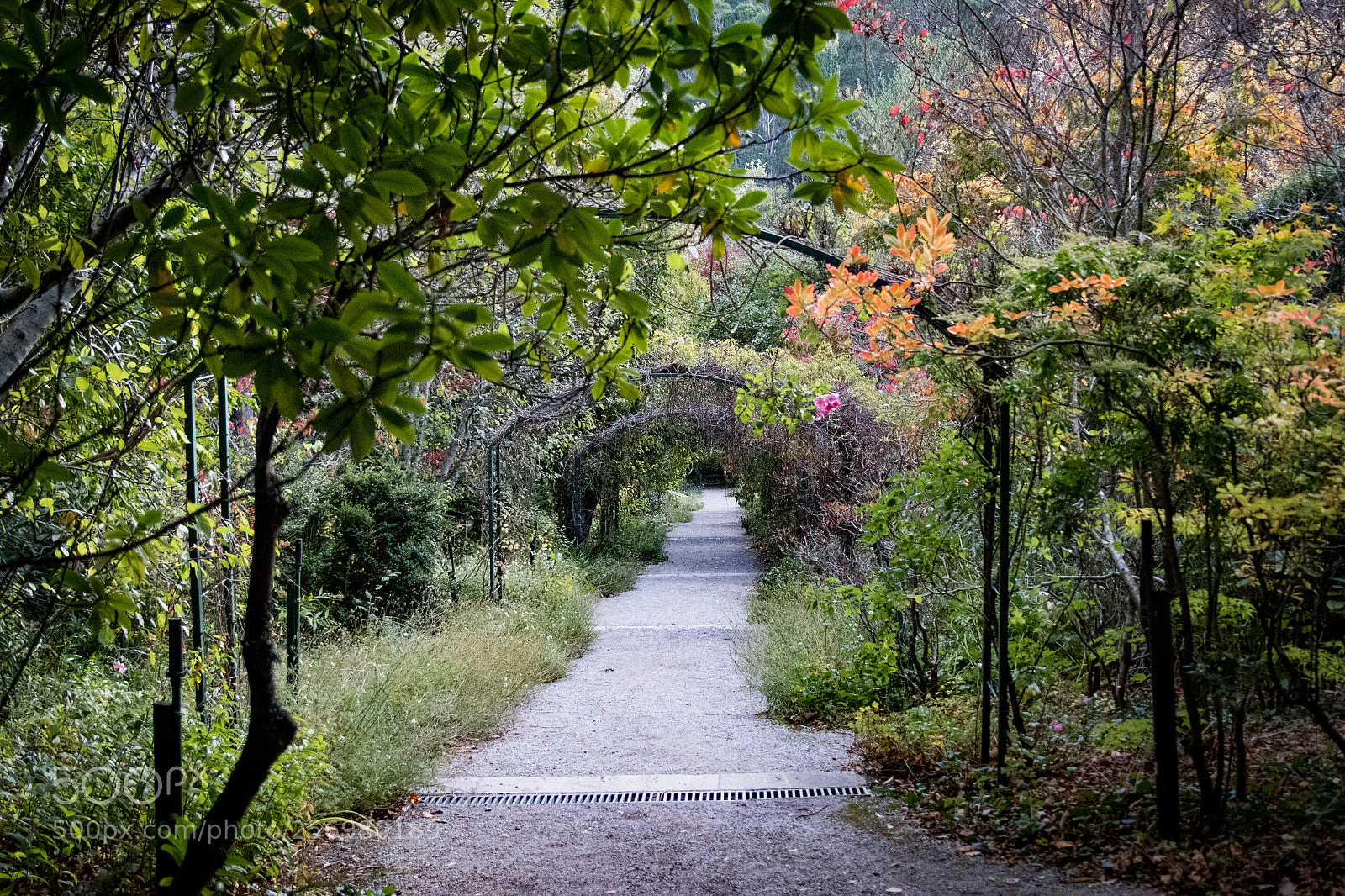 Canon EOS 80D sample photo. Autumn in melbourne 16 photography