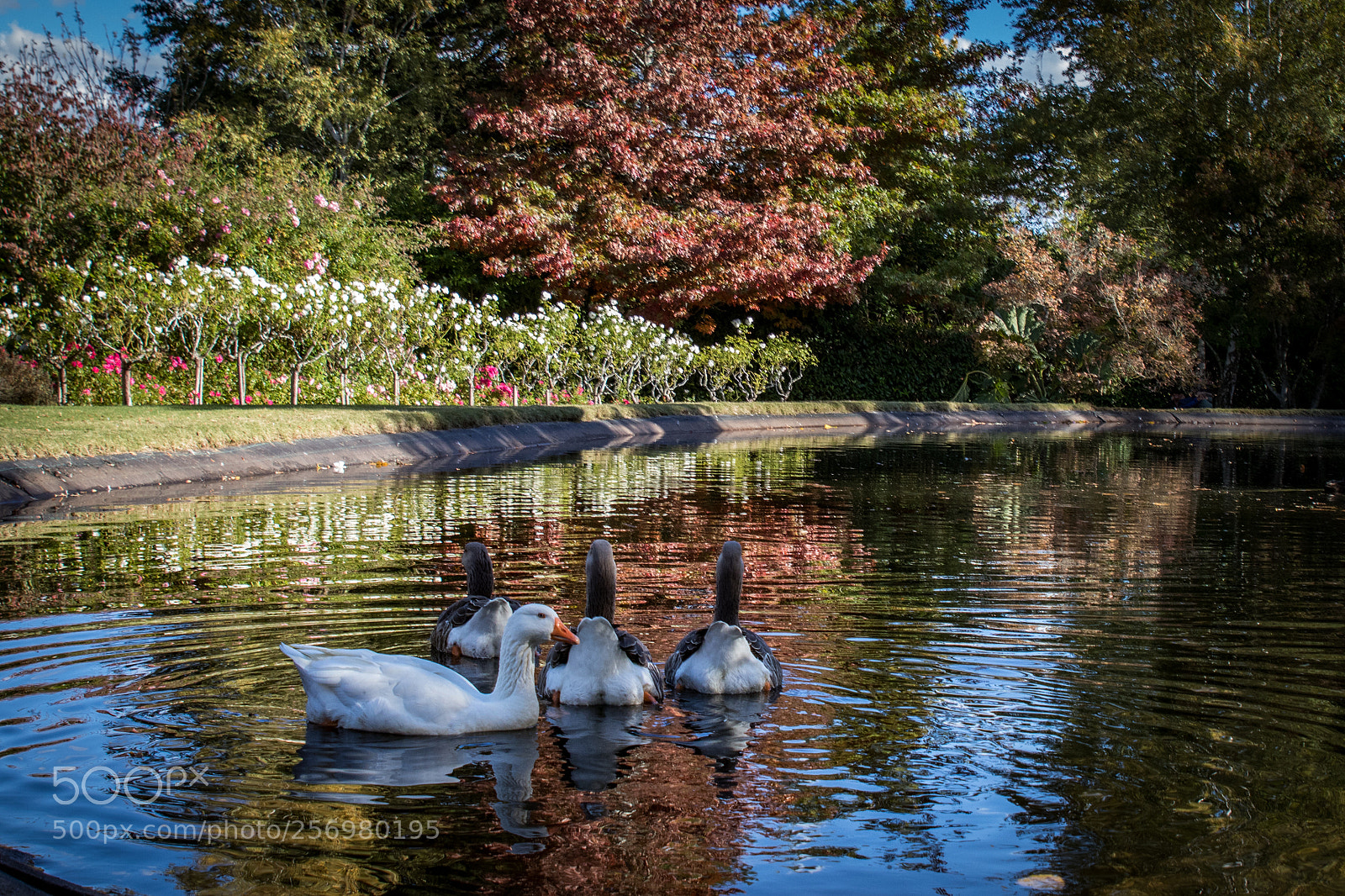 Canon EOS 80D sample photo. Autumn in melbourne 18 photography