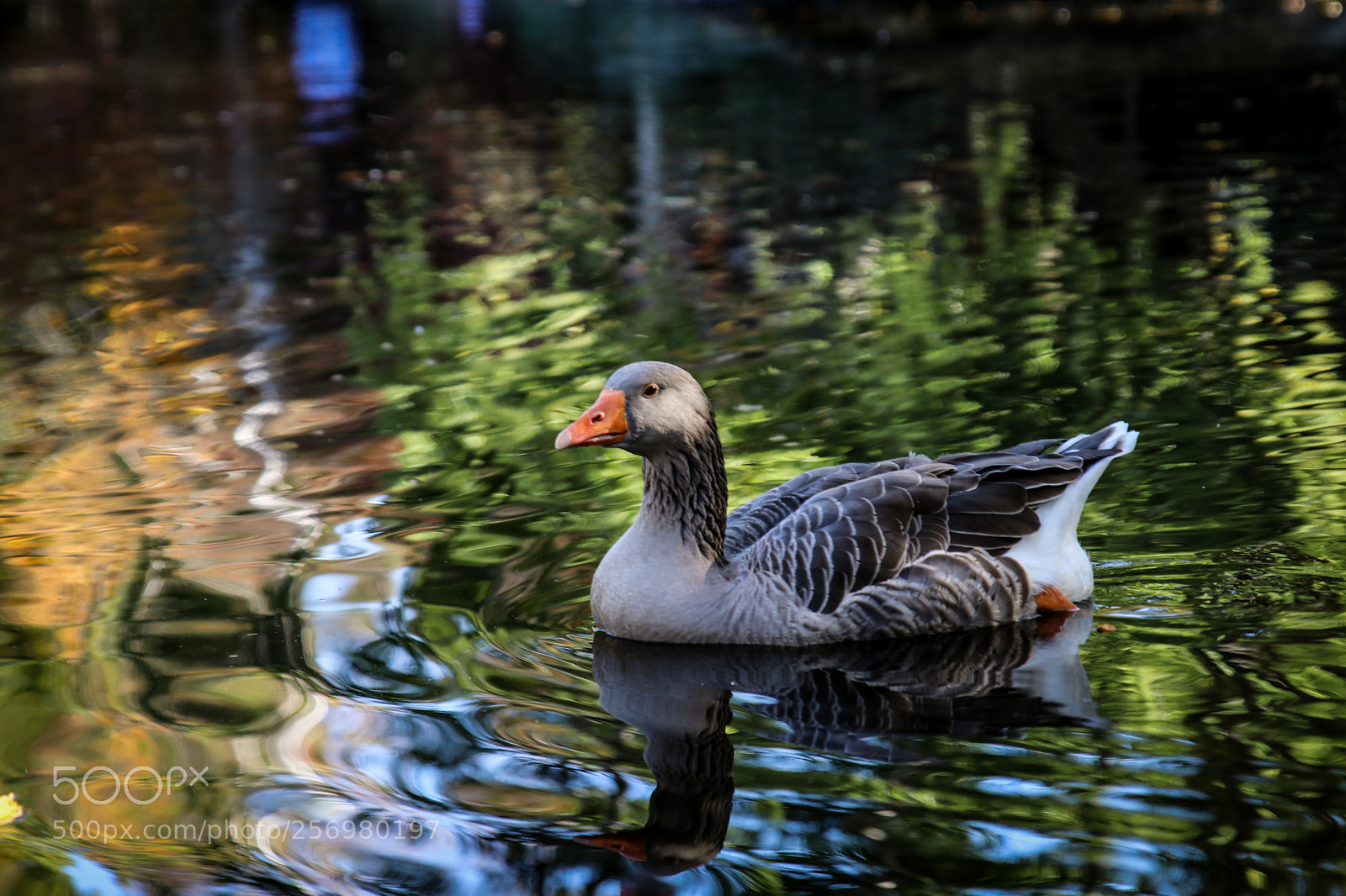 Canon EOS 80D sample photo. Autumn in melbourne 19 photography
