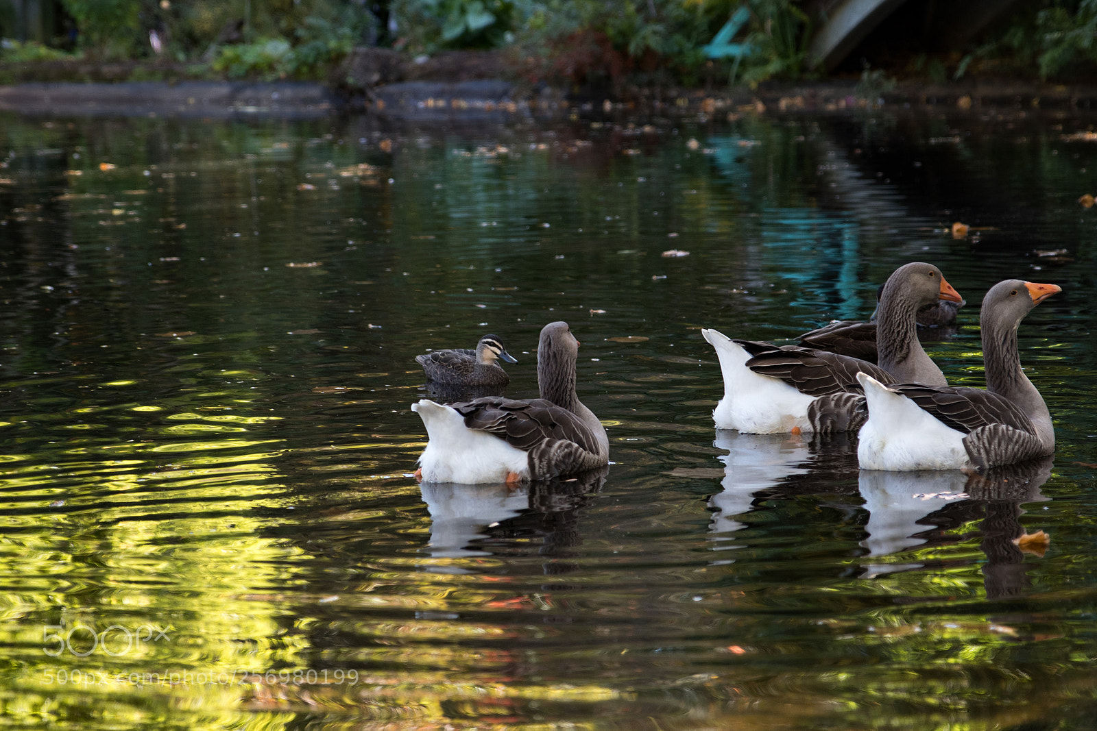 Canon EOS 80D sample photo. Autumn in melbourne 20 photography