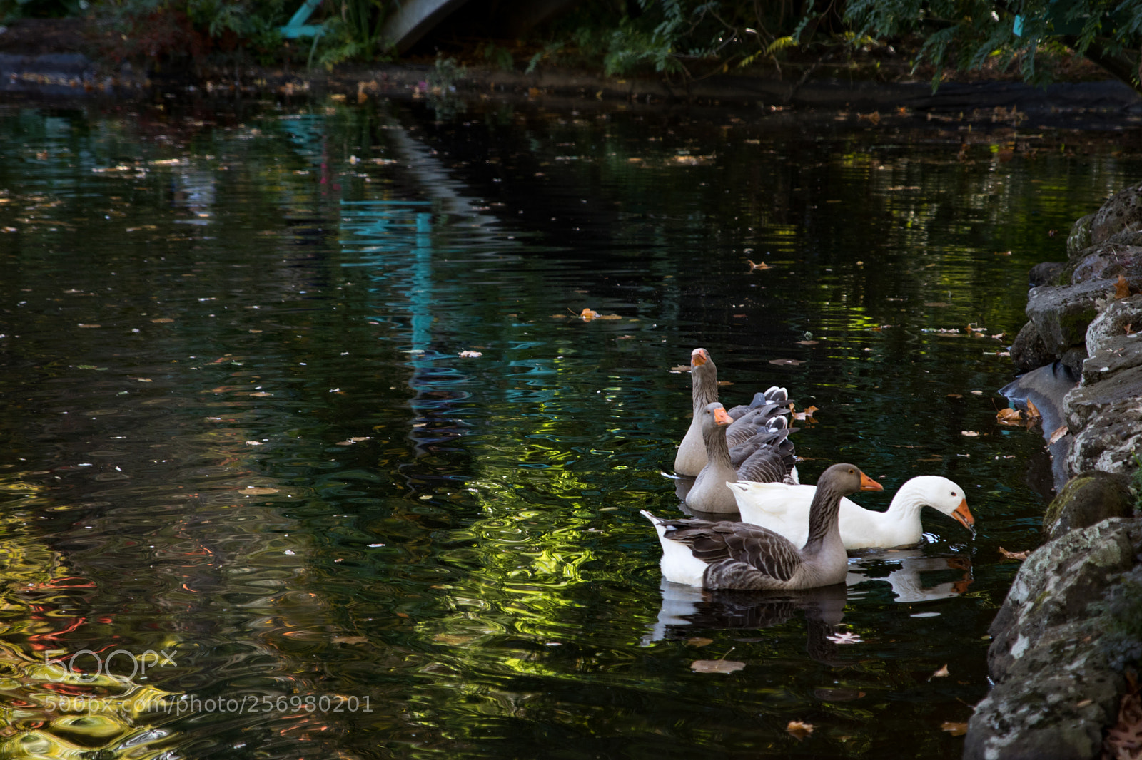 Canon EOS 80D sample photo. Autumn in melbourne 21 photography