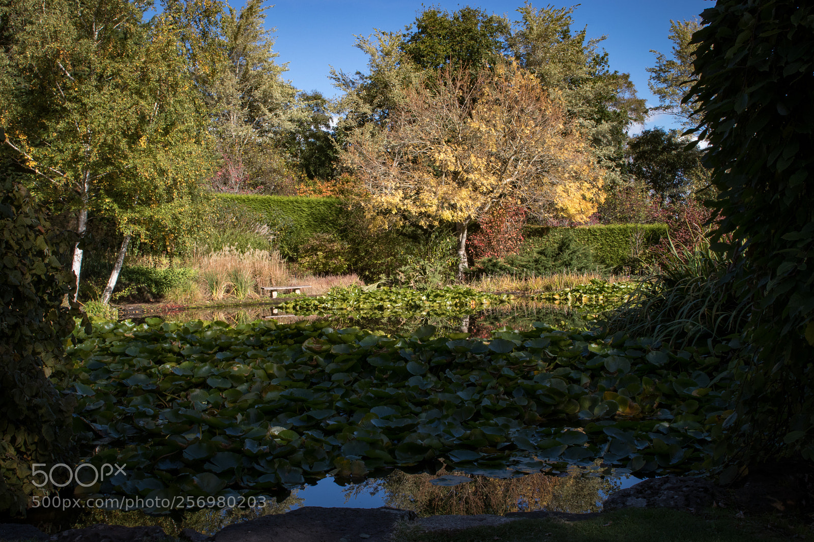 Canon EOS 80D sample photo. Autumn in melbourne 22 photography