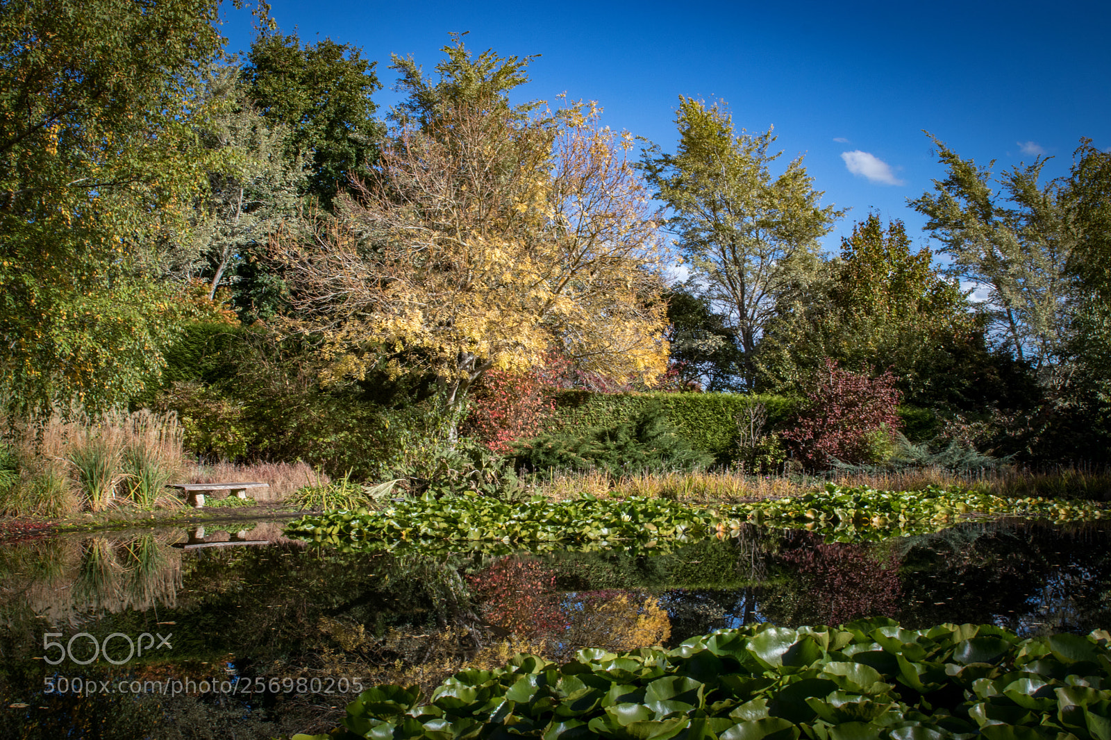 Canon EOS 80D sample photo. Autumn in melbourne 23 photography