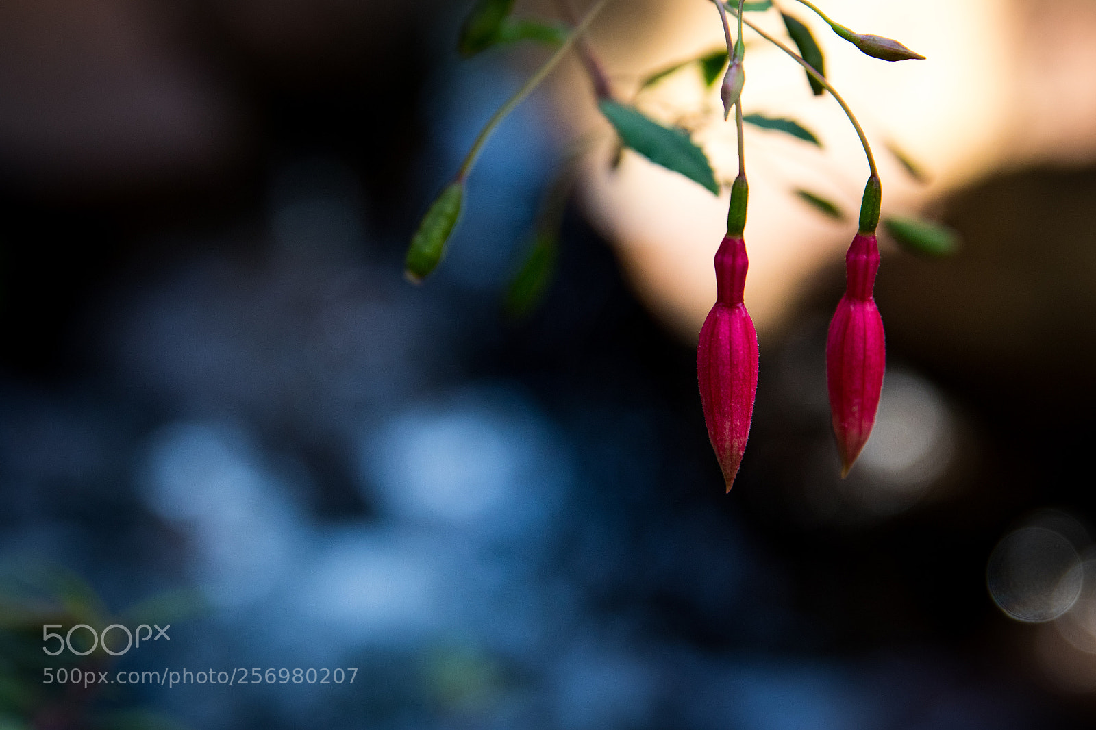 Canon EOS 80D sample photo. Autumn in melbourne 24 photography