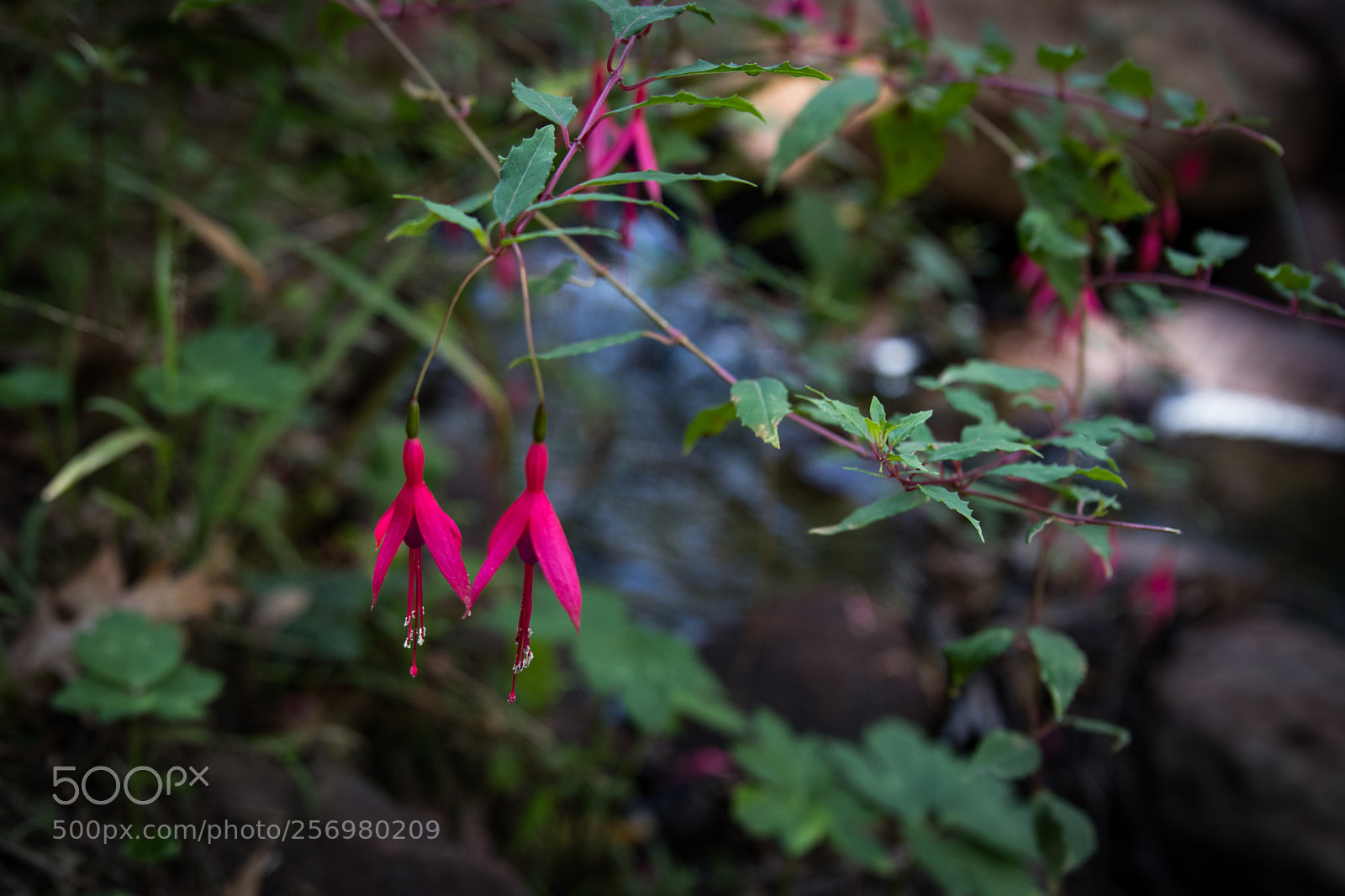 Canon EOS 80D sample photo. Autumn in melbourne 25 photography