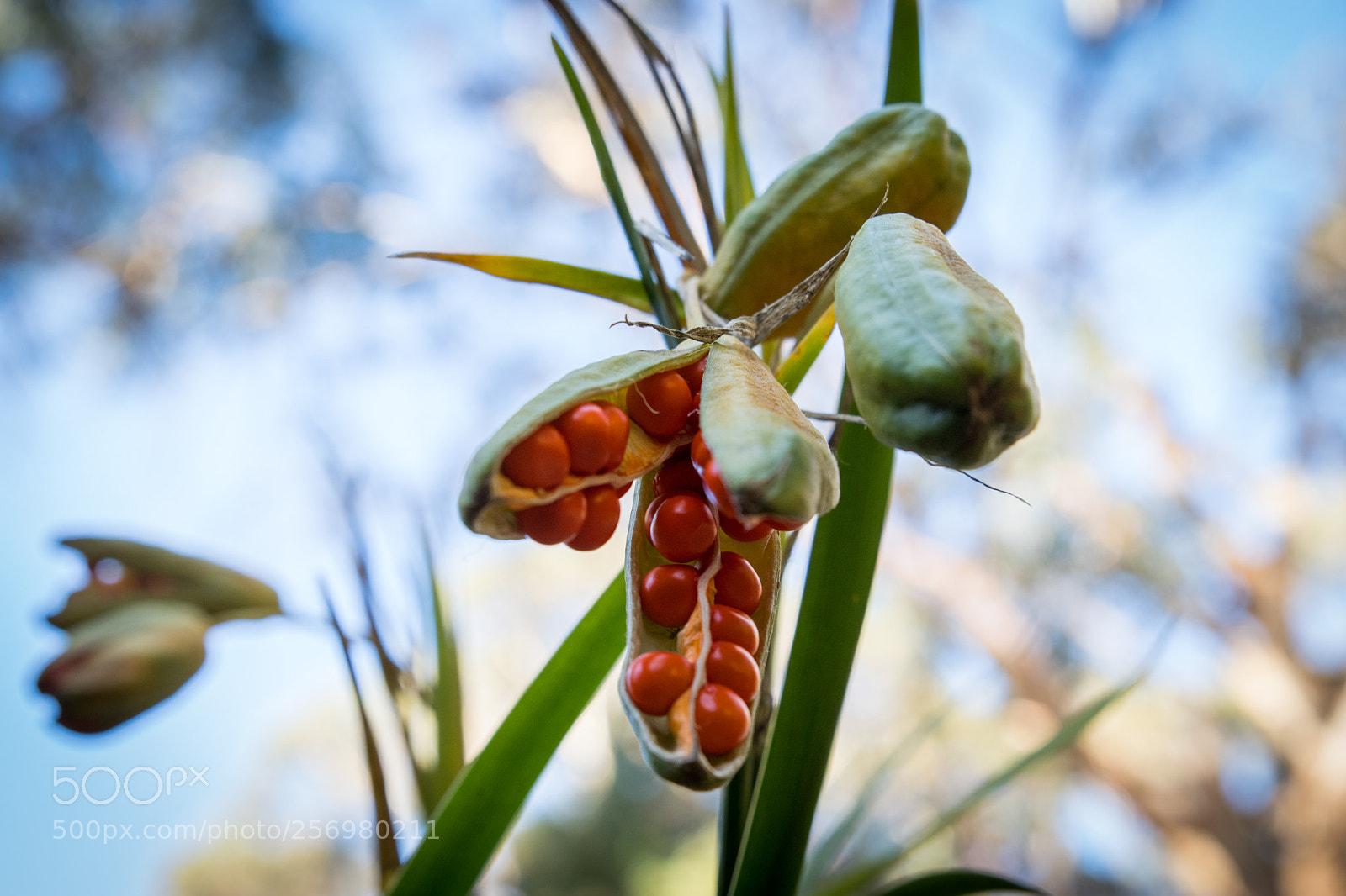 Canon EOS 80D sample photo. Autumn in melbourne 26 photography
