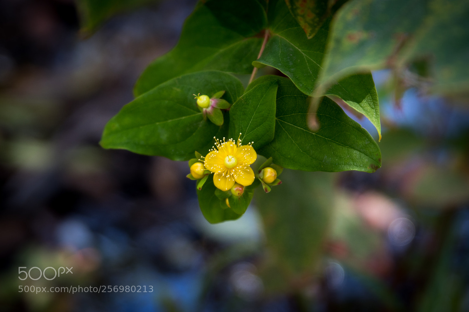 Canon EOS 80D sample photo. Autumn in melbourne 27 photography