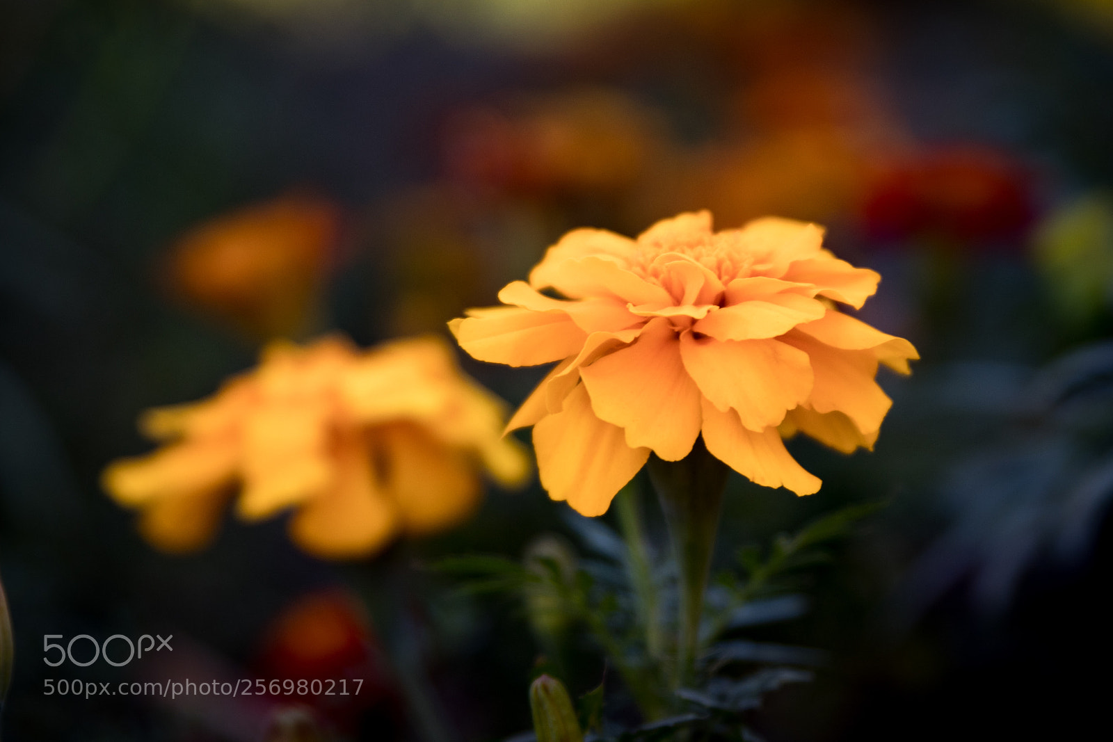 Canon EOS 80D sample photo. Autumn in melbourne 28 photography