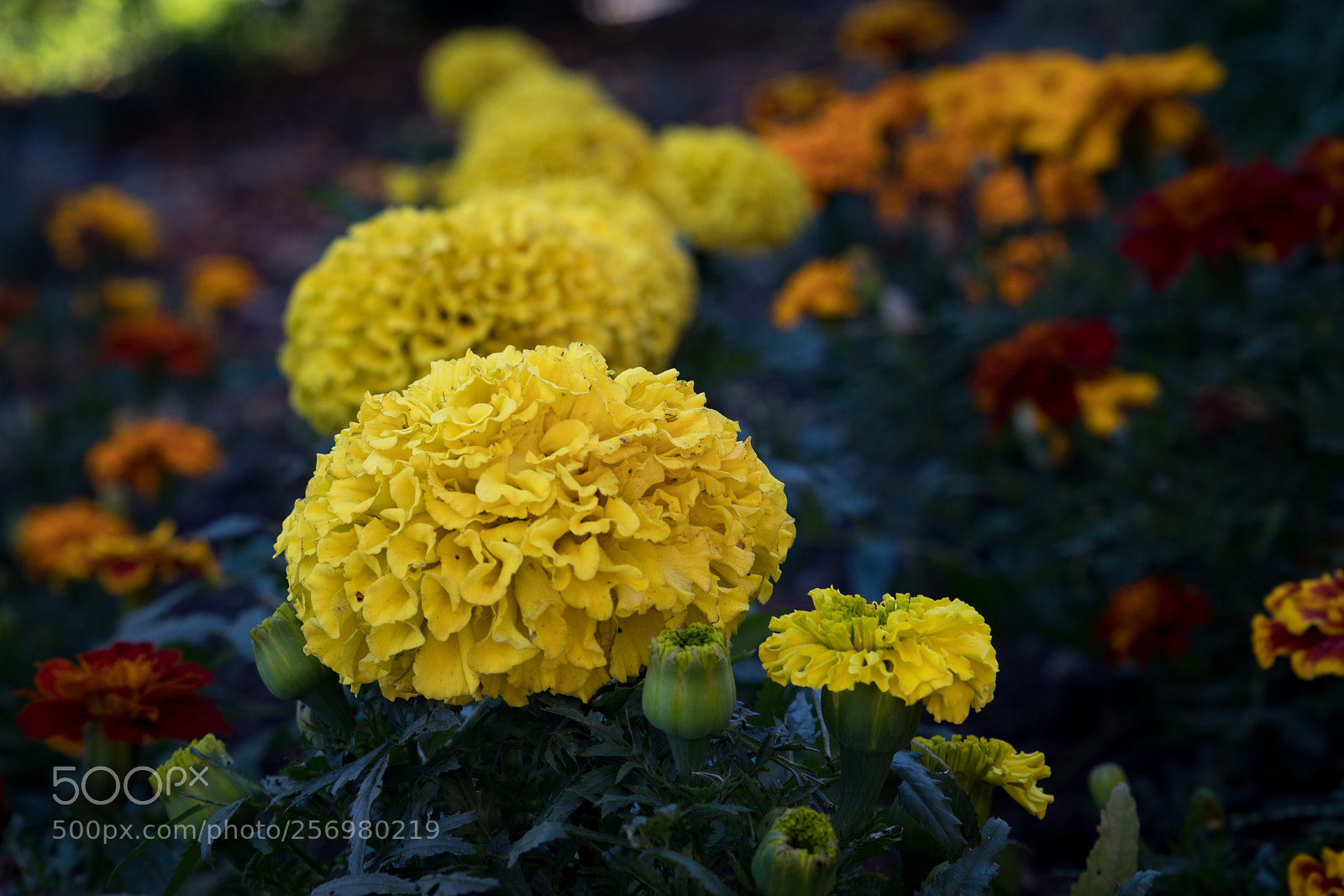 Canon EOS 80D sample photo. Autumn in melbourne 29 photography