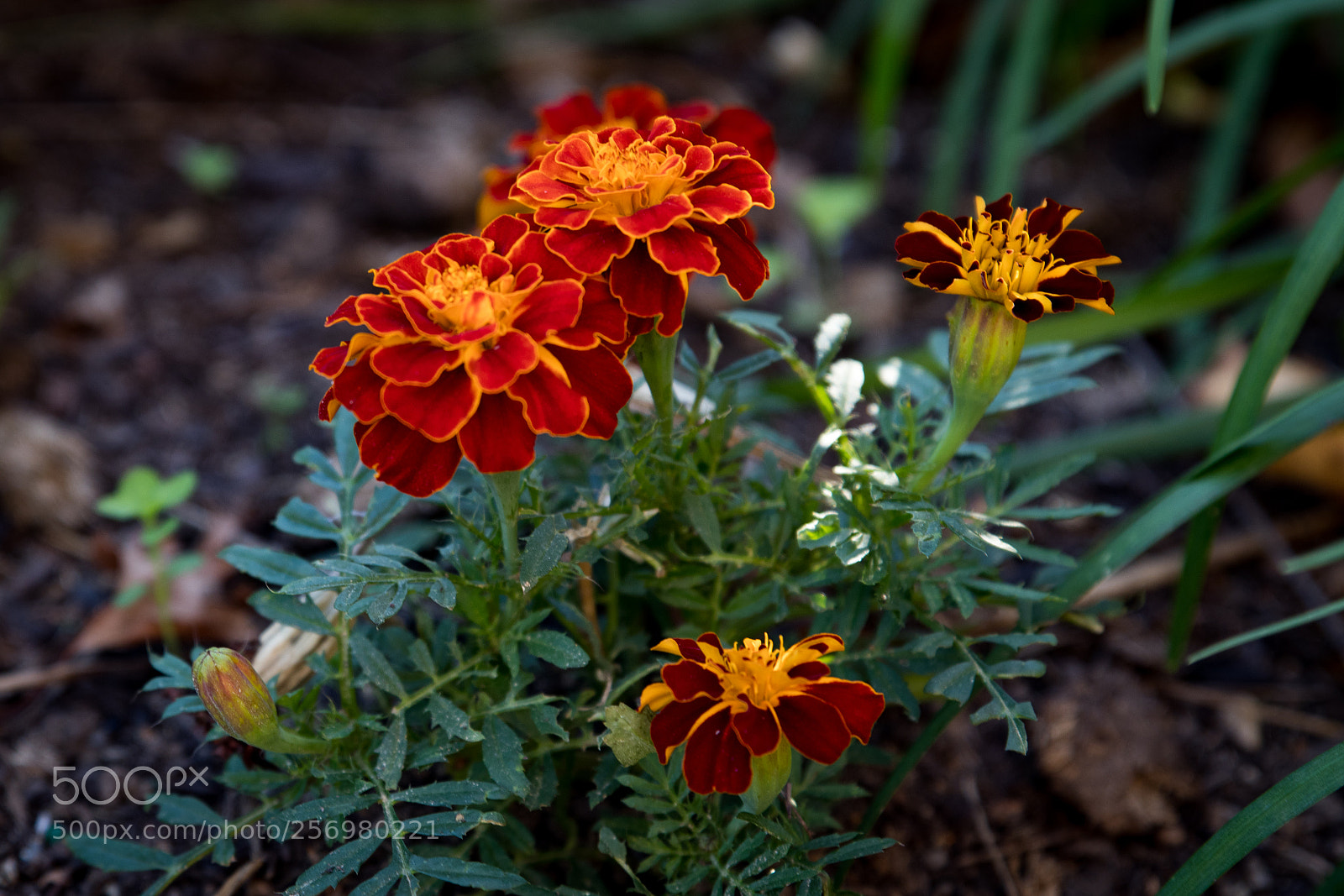 Canon EOS 80D sample photo. Autumn in melbourne 30 photography