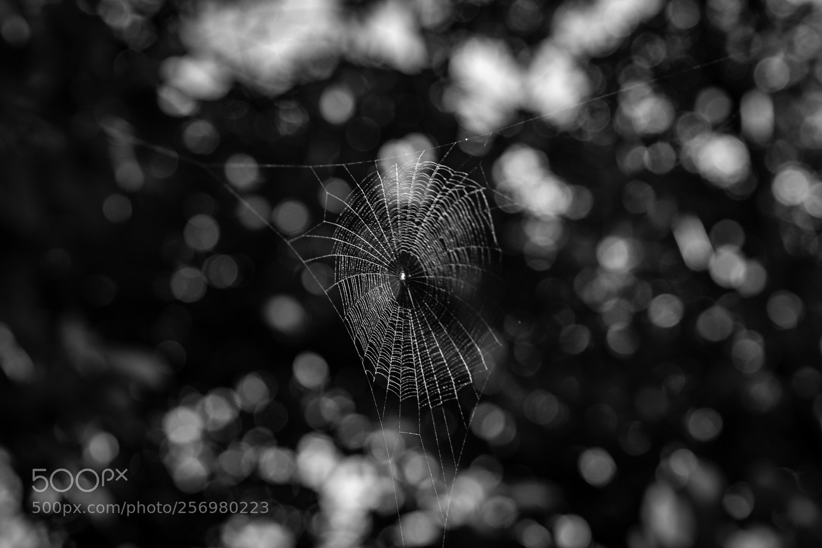 Canon EOS 80D sample photo. Spider web 1 photography