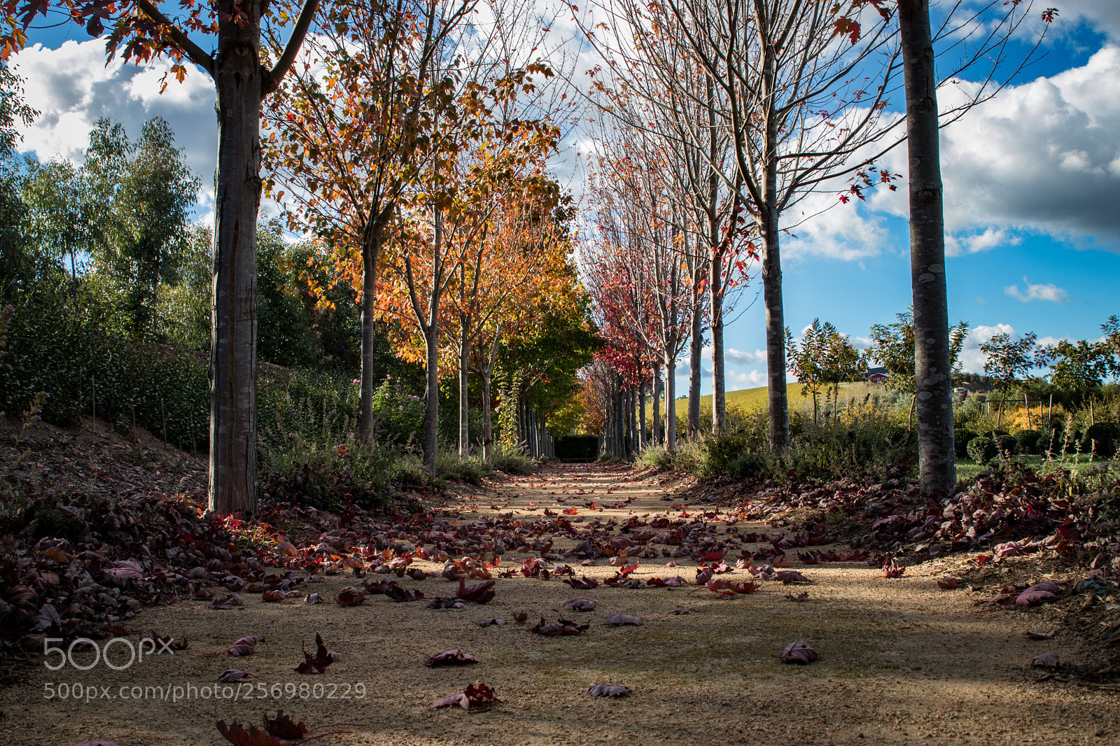 Canon EOS 80D sample photo. Autumn in melbourne 31 photography