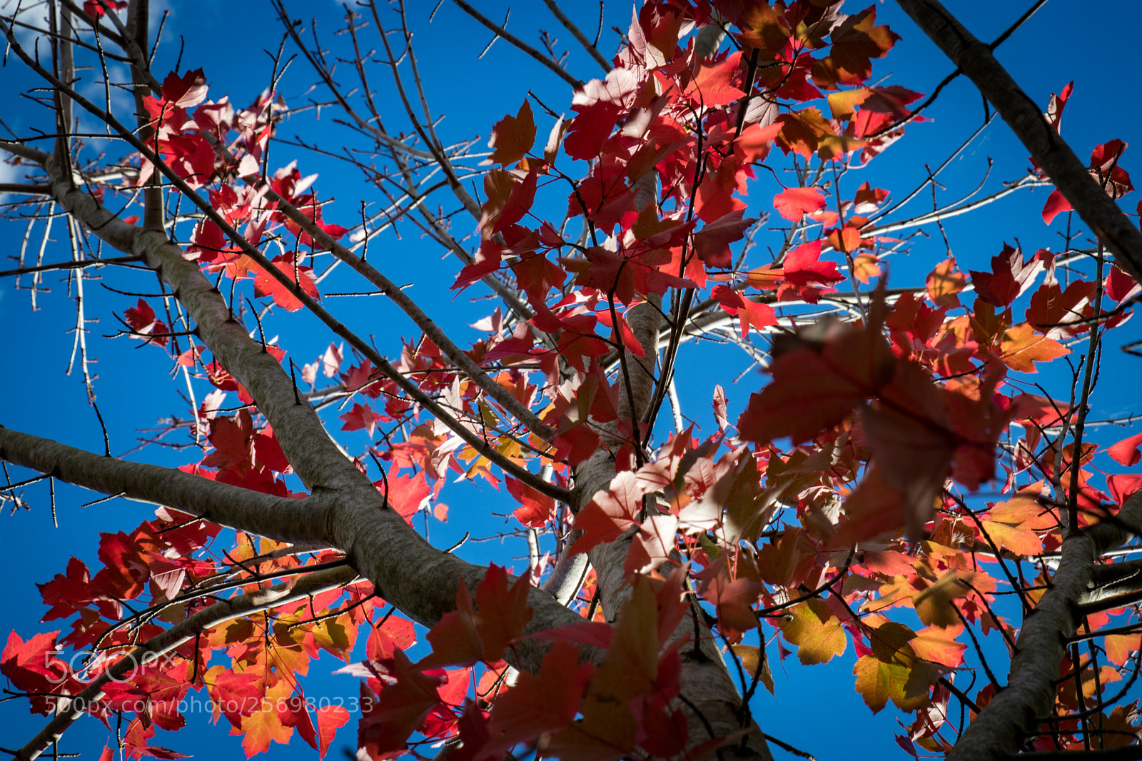 Canon EOS 80D sample photo. Autumn in melbourne 32 photography