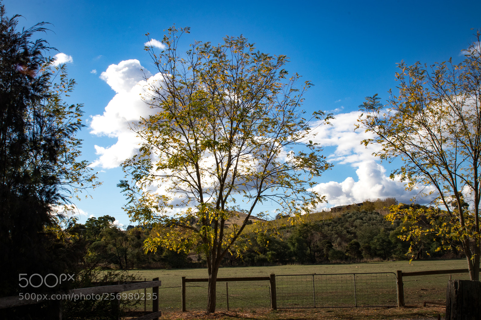 Canon EOS 80D sample photo. Autumn in melbourne 33 photography