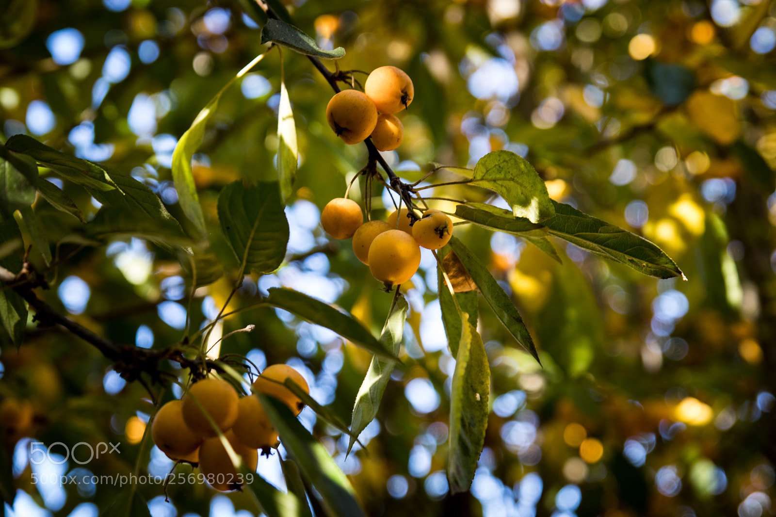 Canon EOS 80D sample photo. Autumn in melbourne 35 photography