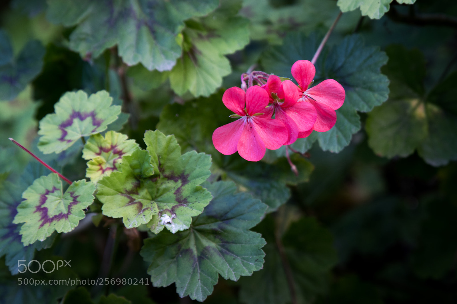 Canon EOS 80D sample photo. Autumn in melbourne 36 photography