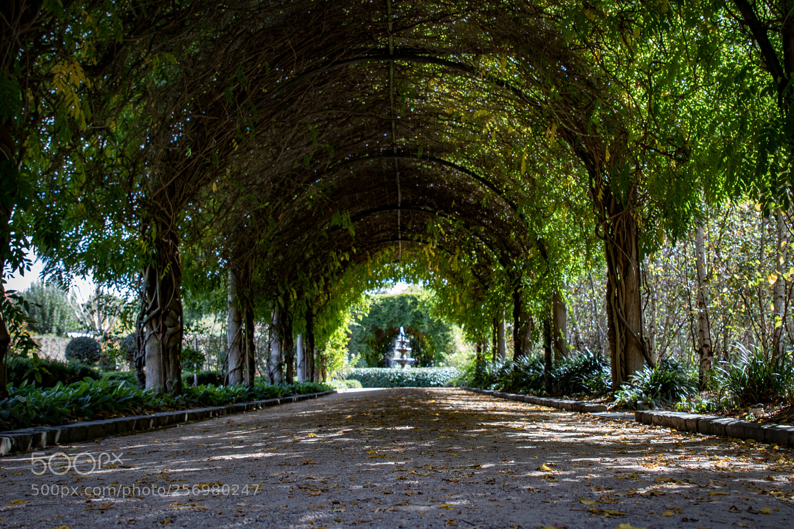 Canon EOS 80D sample photo. Autumn in melbourne 39 photography