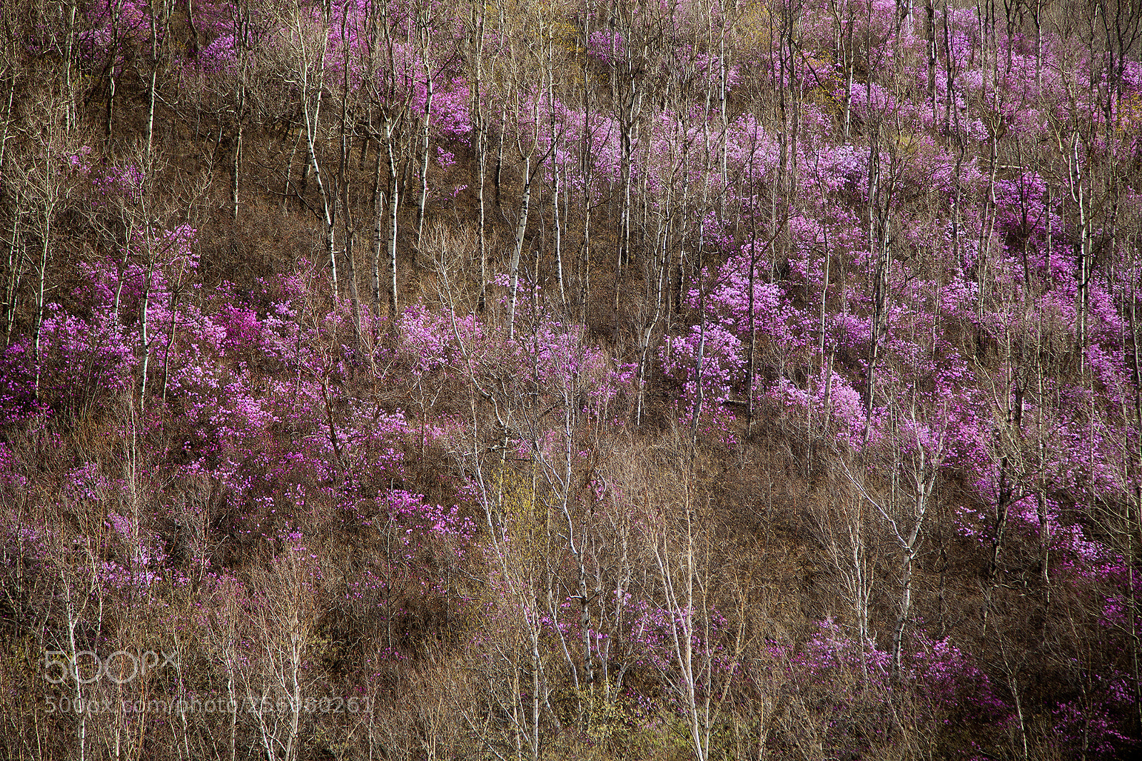 Canon EOS 5D Mark II sample photo. 大兴安岭映山红 photography