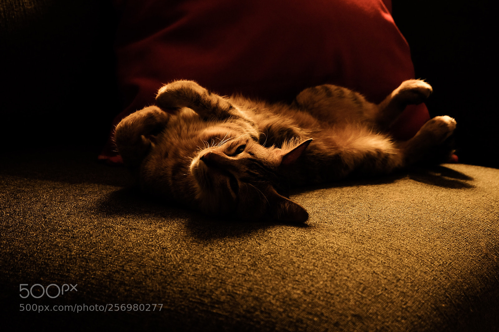 Fujifilm X-T10 sample photo. Catie photography