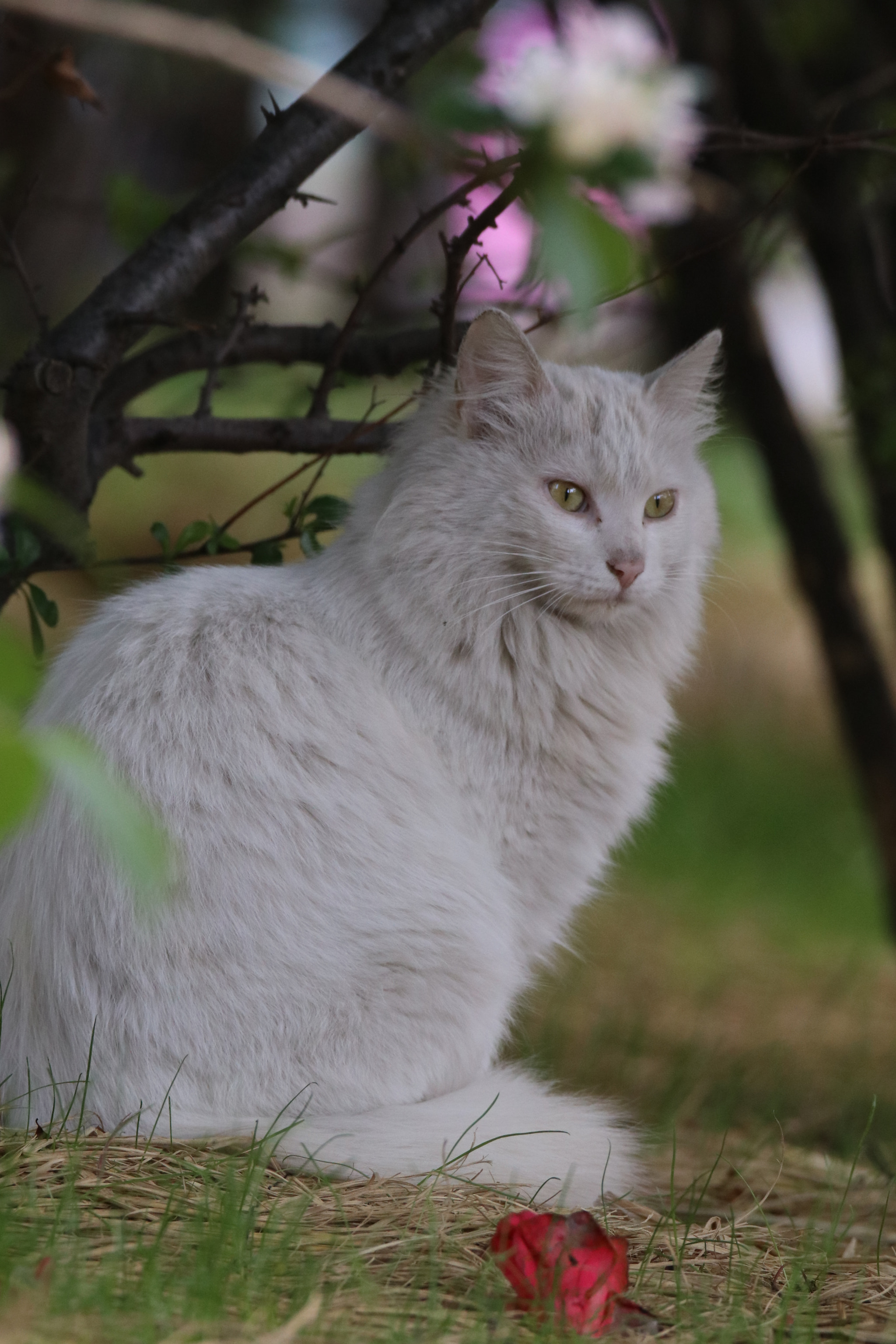 Tamron SP 150-600mm F5-6.3 Di VC USD sample photo. 守候的猫咪an early morning cat photography