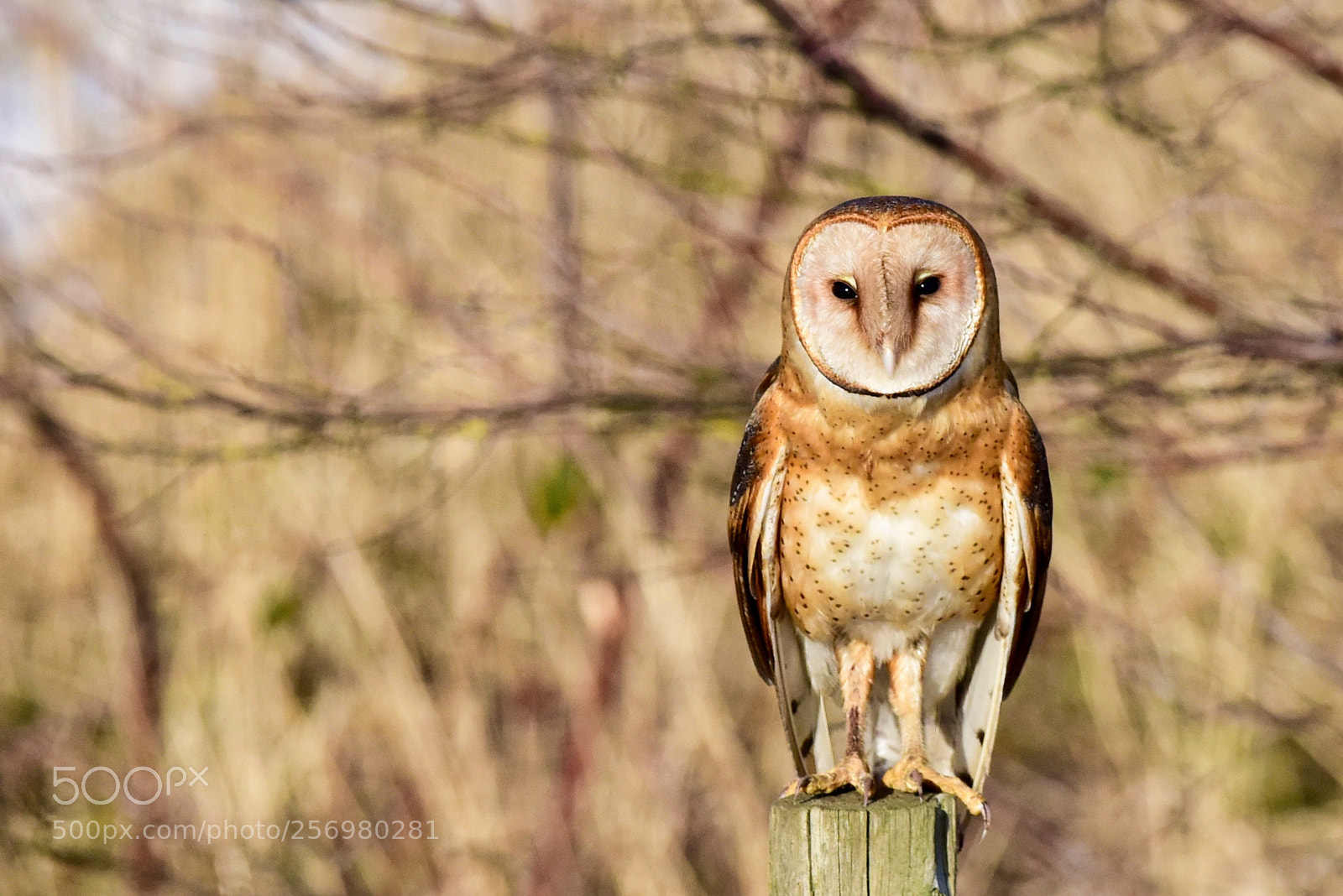 Nikon D810 sample photo. Barn owl photography